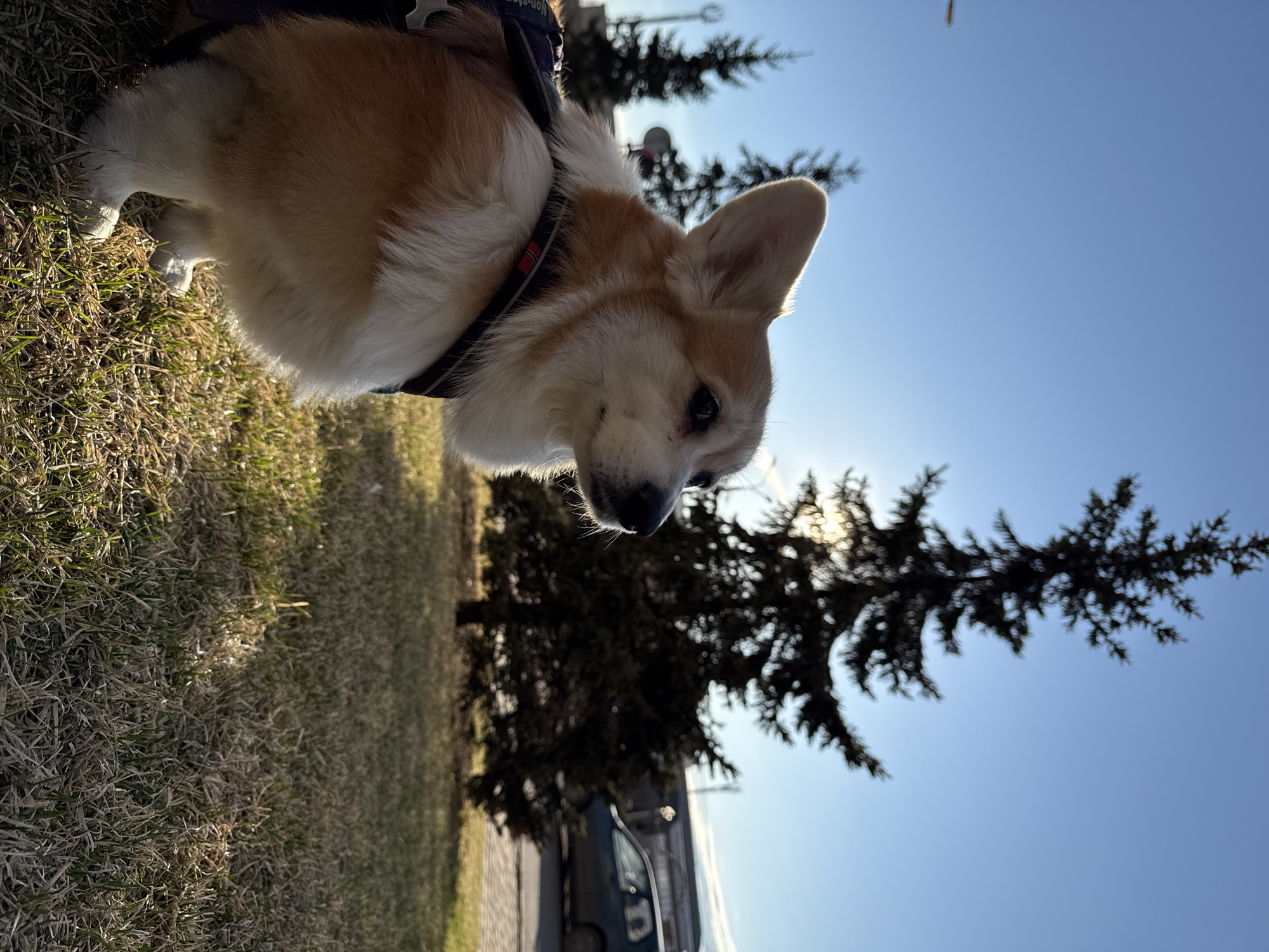 Corgi photographed during late-night park outing in Krasnoyarsk