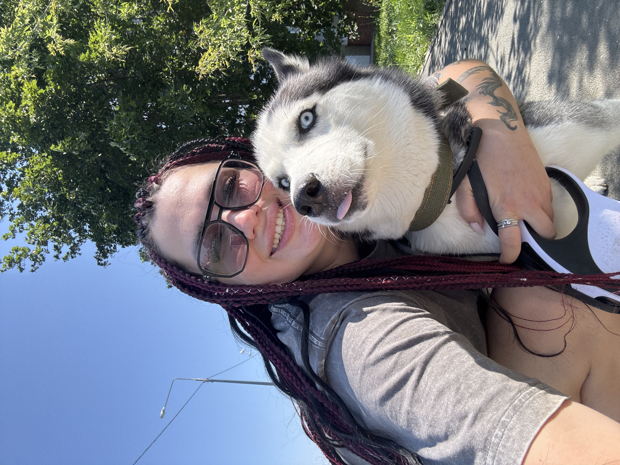Sunny morning walk with a husky in Tolyatti