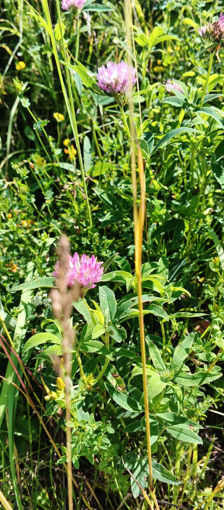 Lazy summer fishing session on a wildflower-filled riverbank in Podgornoe