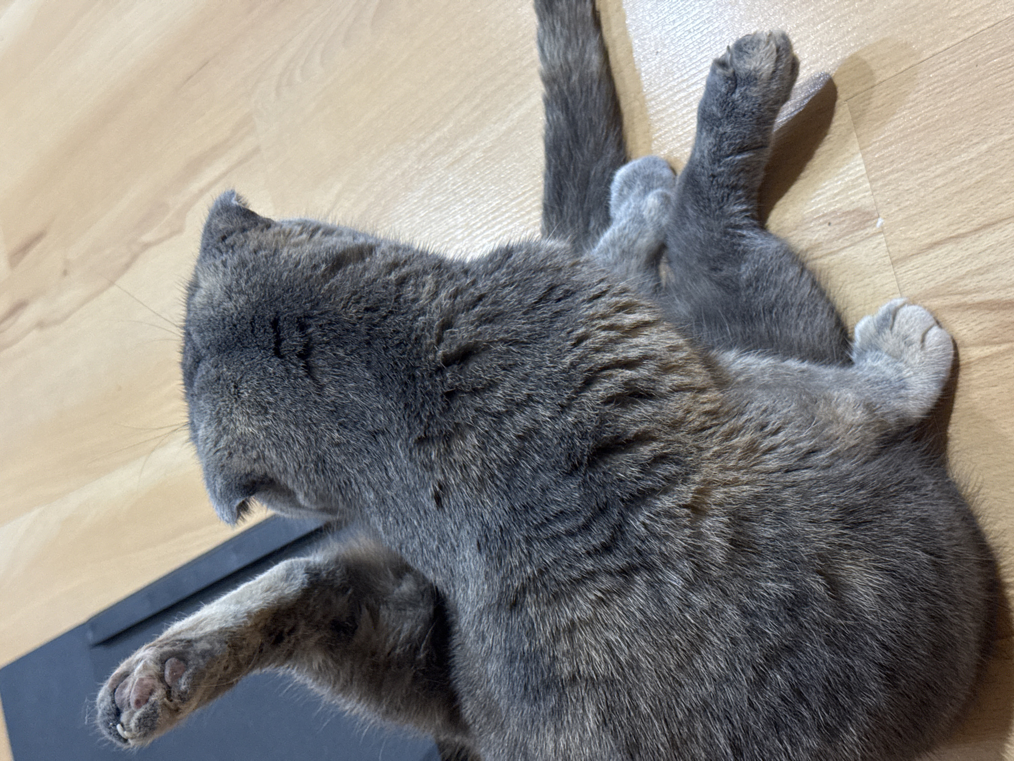 Pets observed resting indoors across Minsk locations