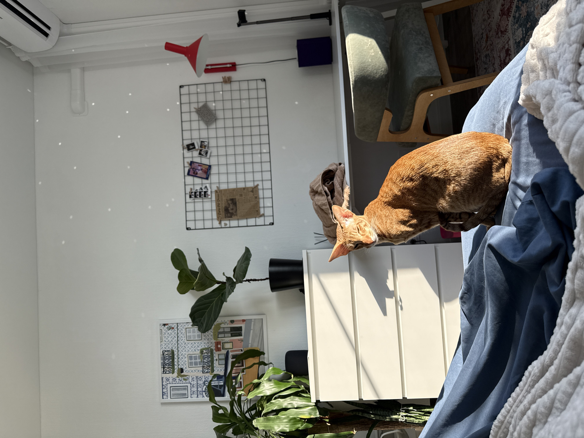 Orange tabby cat observed on cabinet in Khimki home