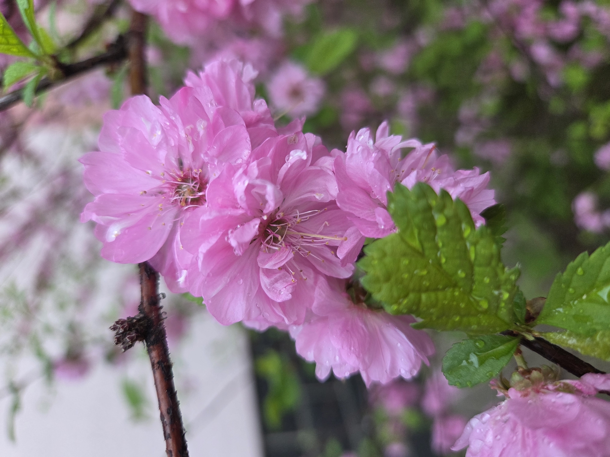 Spring morning scenes documented across Birobidzhan, Russia neighborhoods