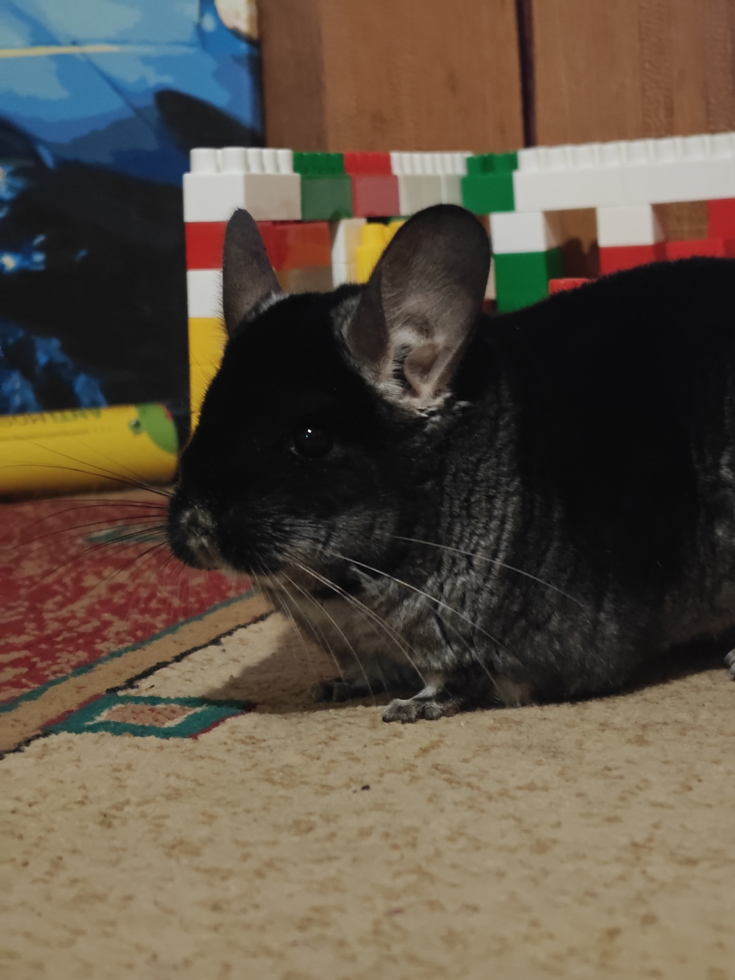 Domestic moments: pet chinchilla and peonies photographed in Ukraine