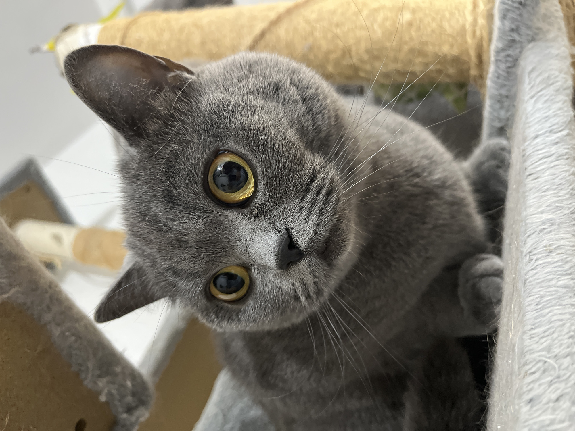 Grey cats photographed in Kulata, Bulgaria