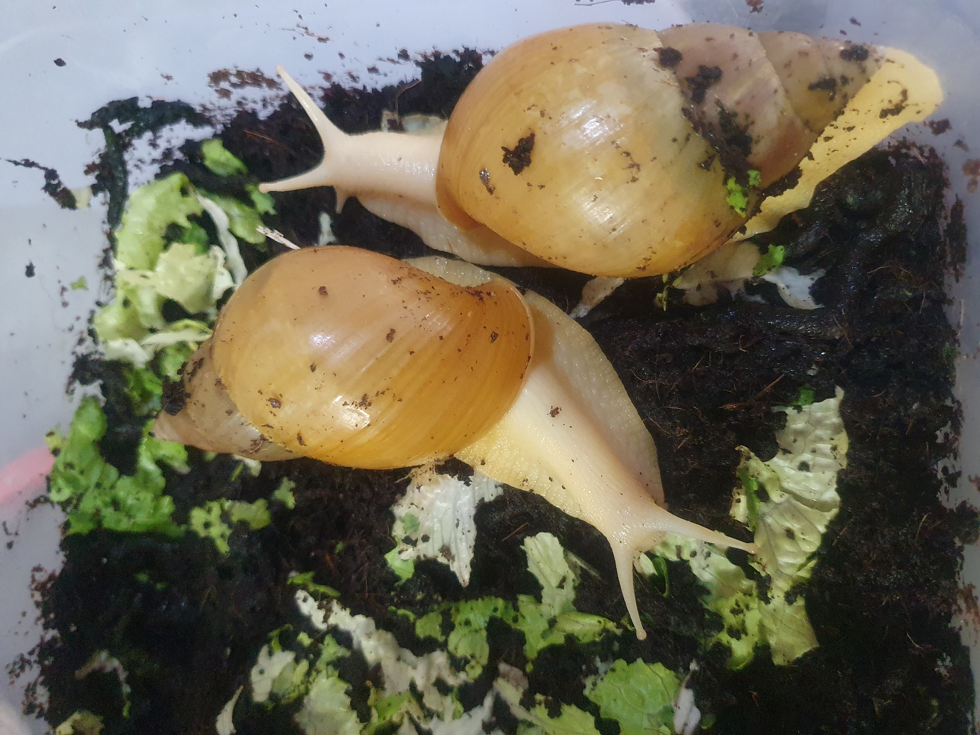 Land snails observed in containers in Shiraz, Iran