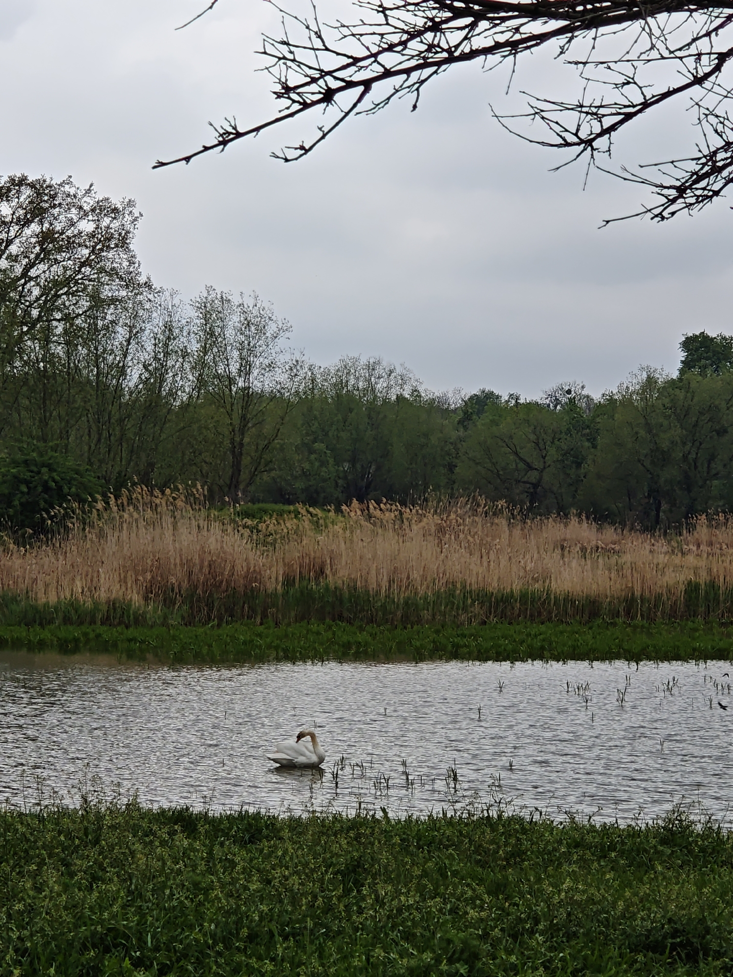 Peaceful waterside vegetation observed near Khrinivka, Ukraine
