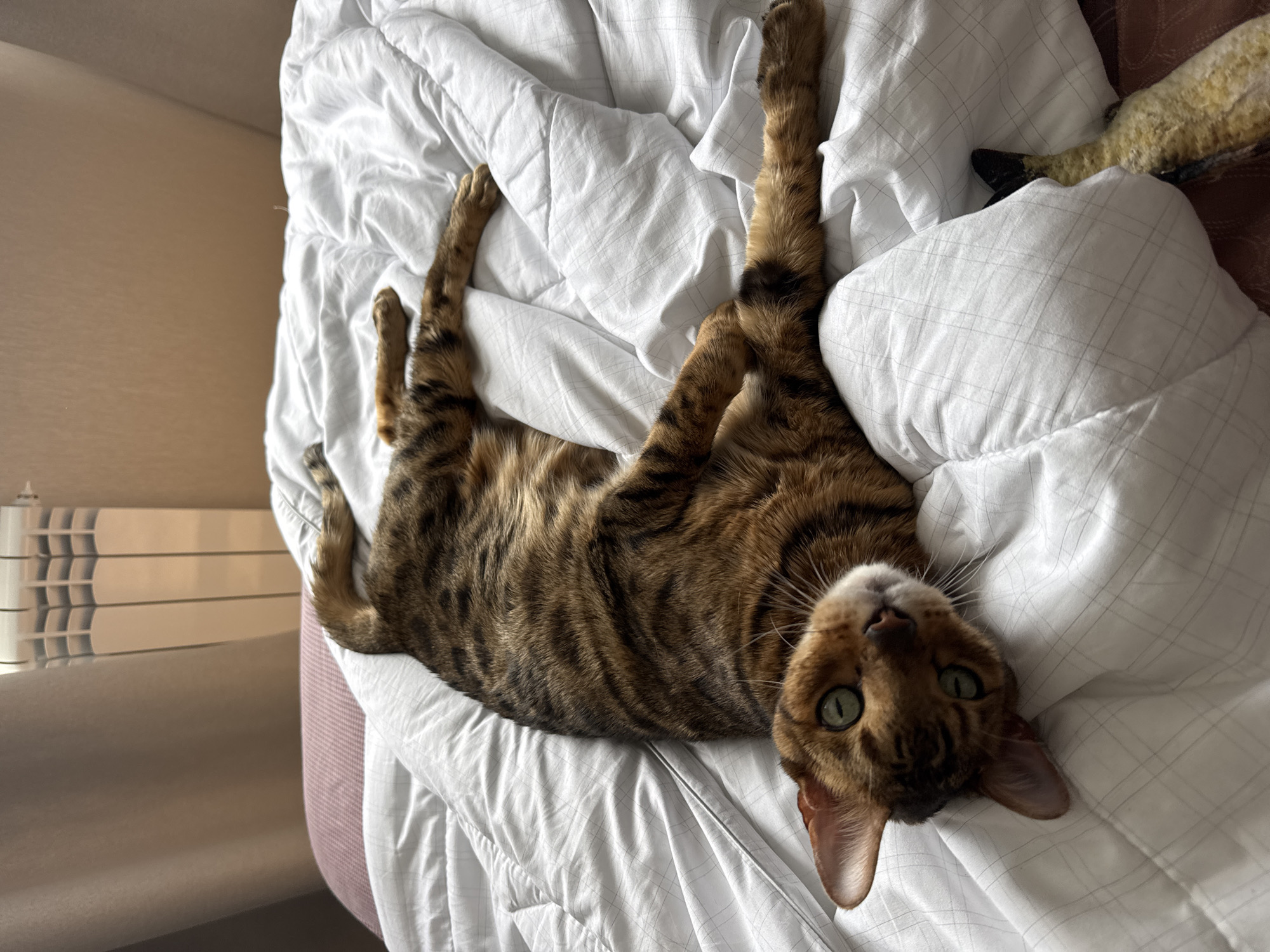 Morning routine with Bengal cat and skincare captured