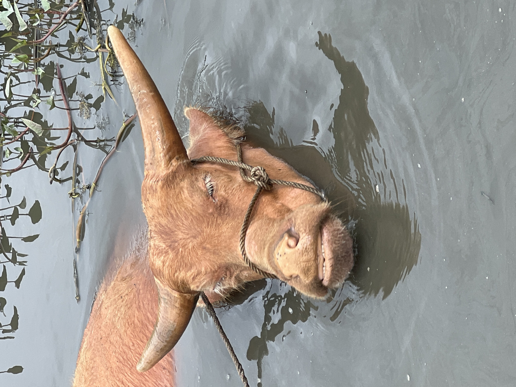 Tethered albino buffalo wades in murky water near Hoi An