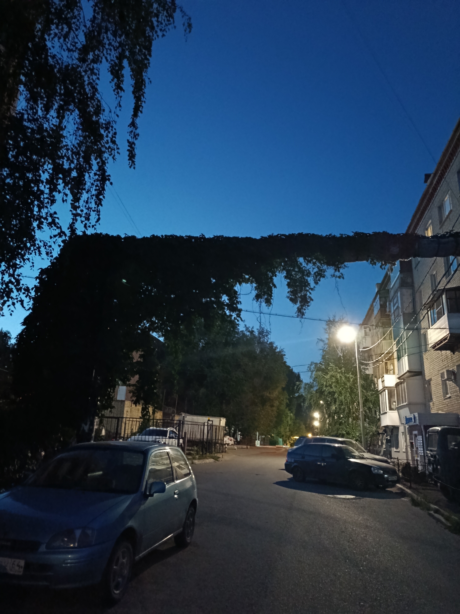 Saratov evening: street scenes, blooming flowers, and a sleepy cat