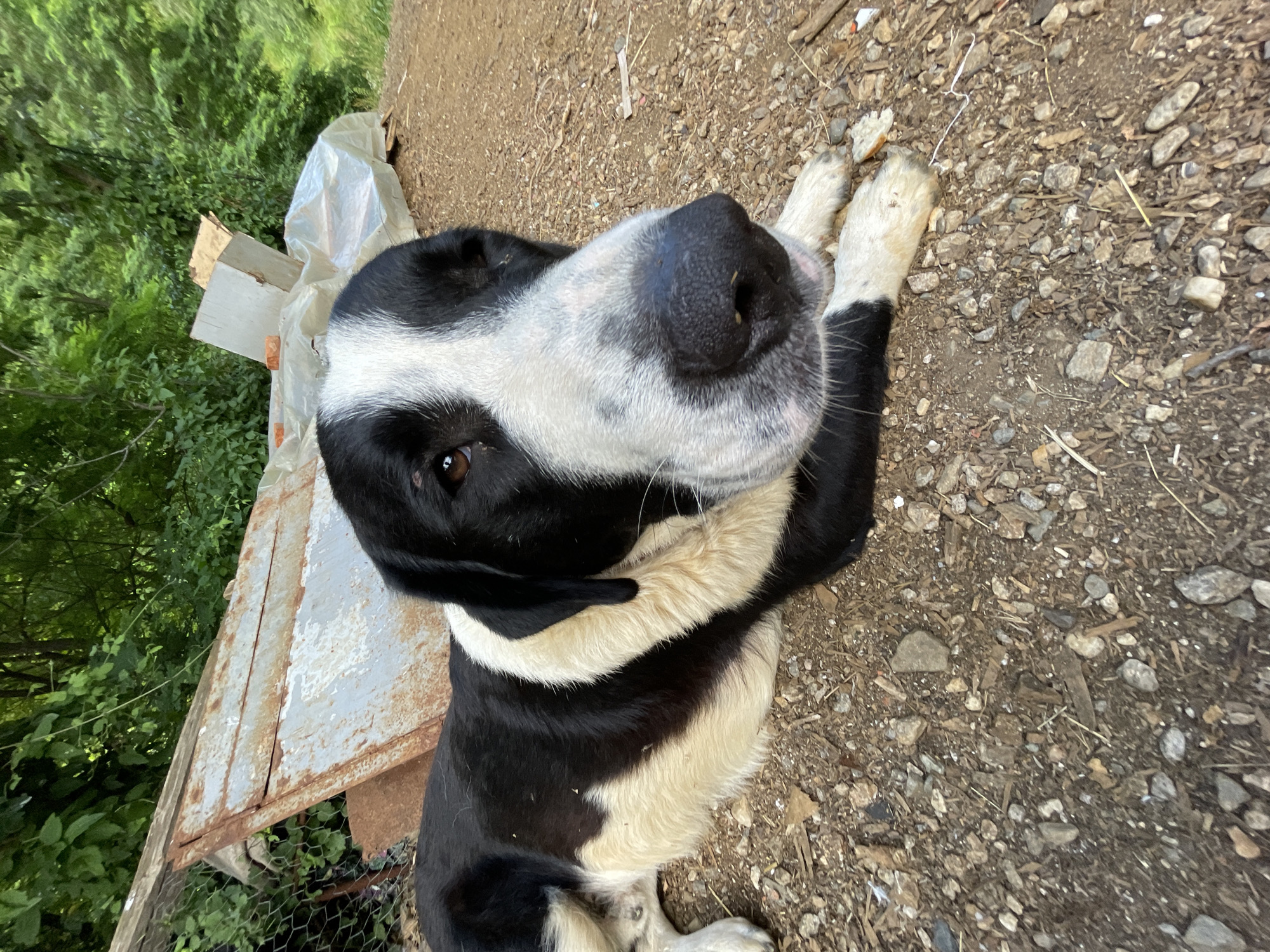 Farmyard animals and a resting dog in rural Zlatograd