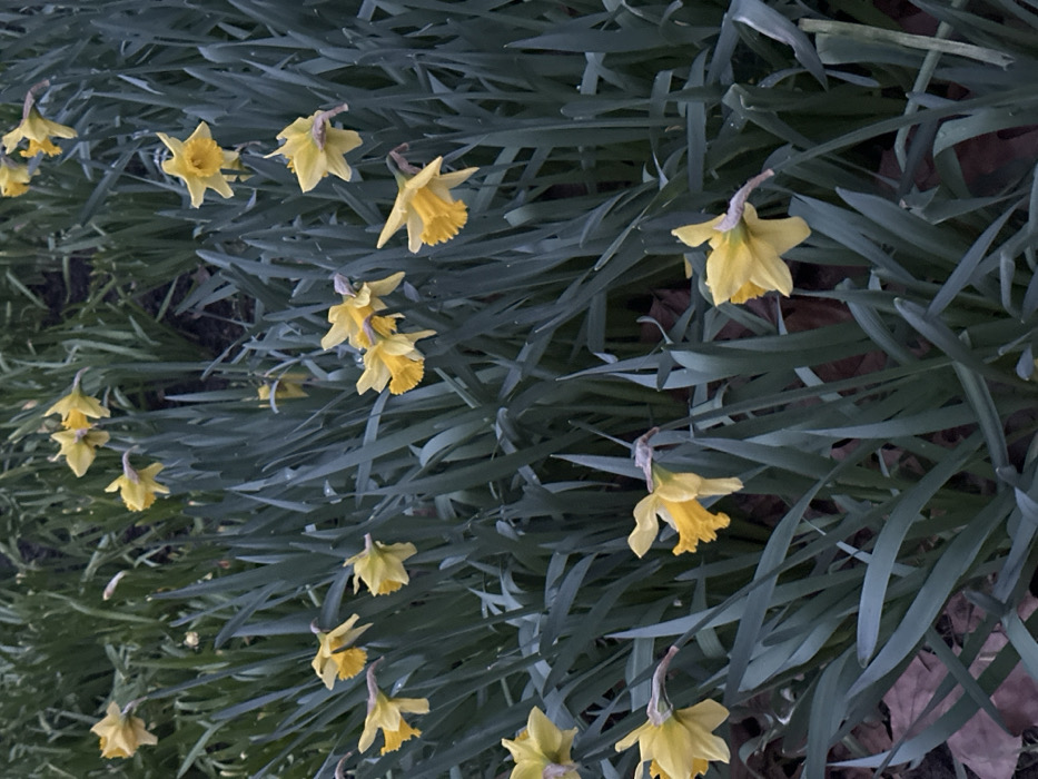 Early daffodils bloom in London park, inspire musical memories