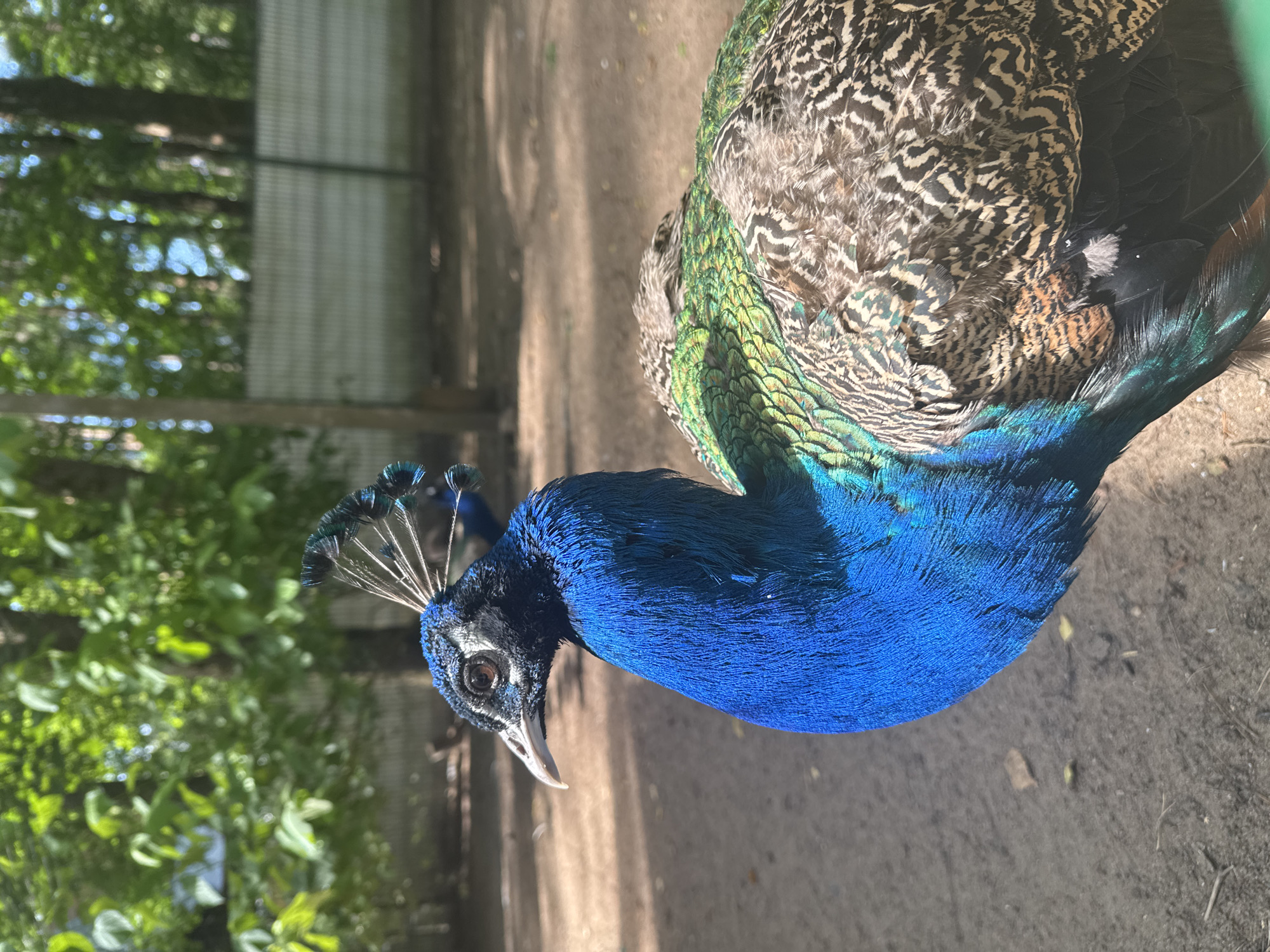 Up-close animal encounters at a petting zoo or wildlife park