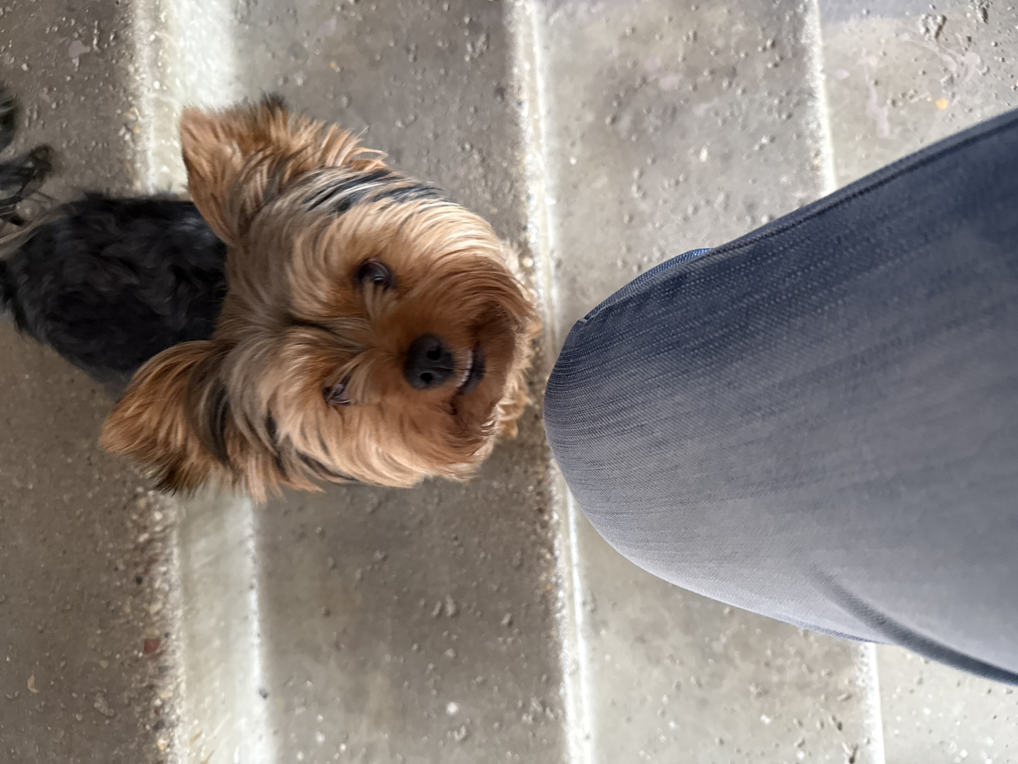 Yorkshire Terriers on concrete steps in Rudamina, Lithuania