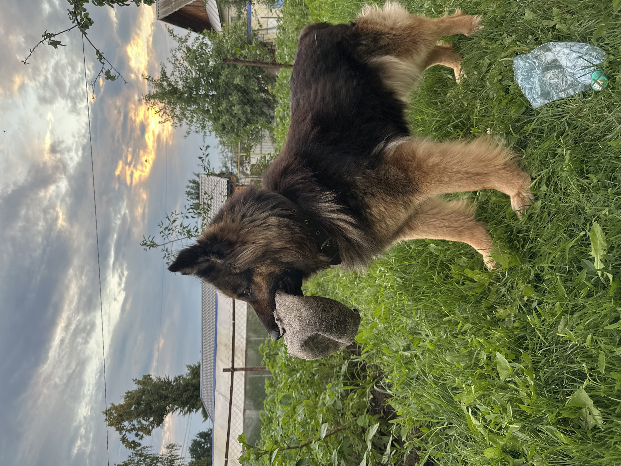 Dog playing in the garden, hydrangea bouquet portraits