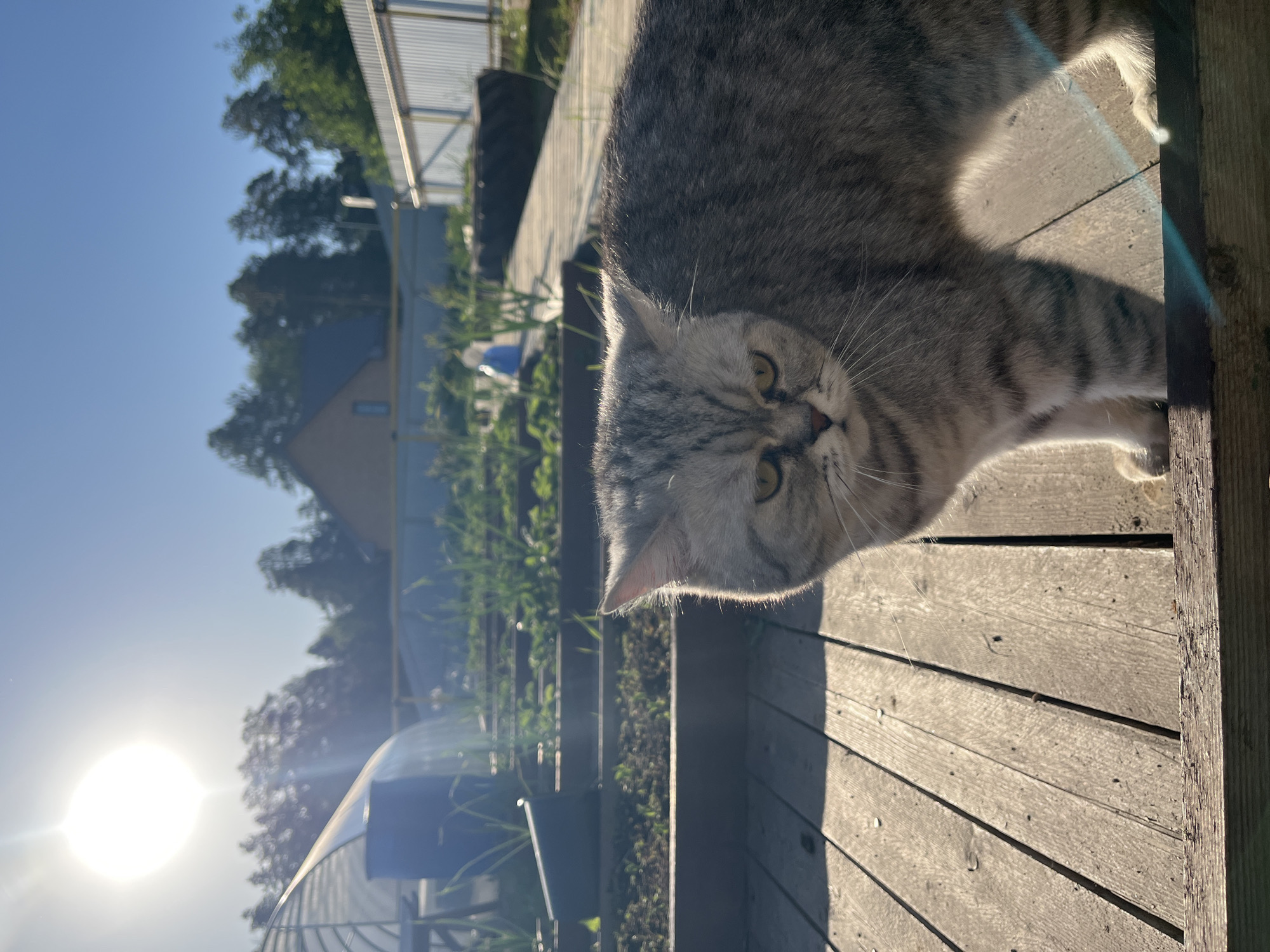 Morning moments captured in Chaikovsky home with cat companion