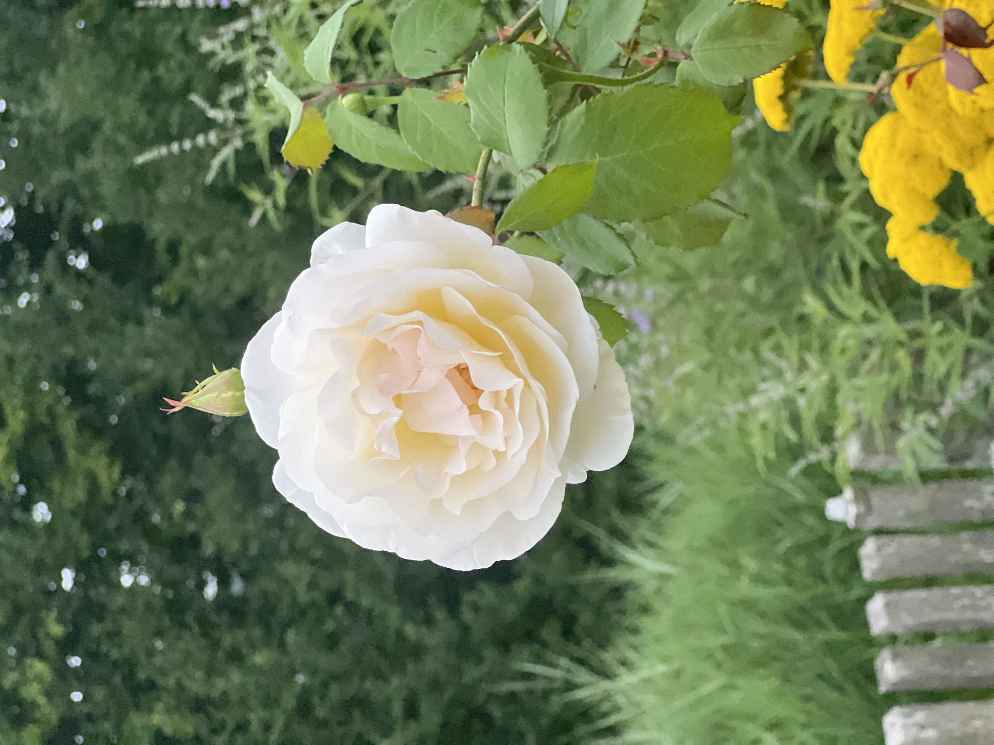 Roses, bees, and wildflowers in a Moosburg garden