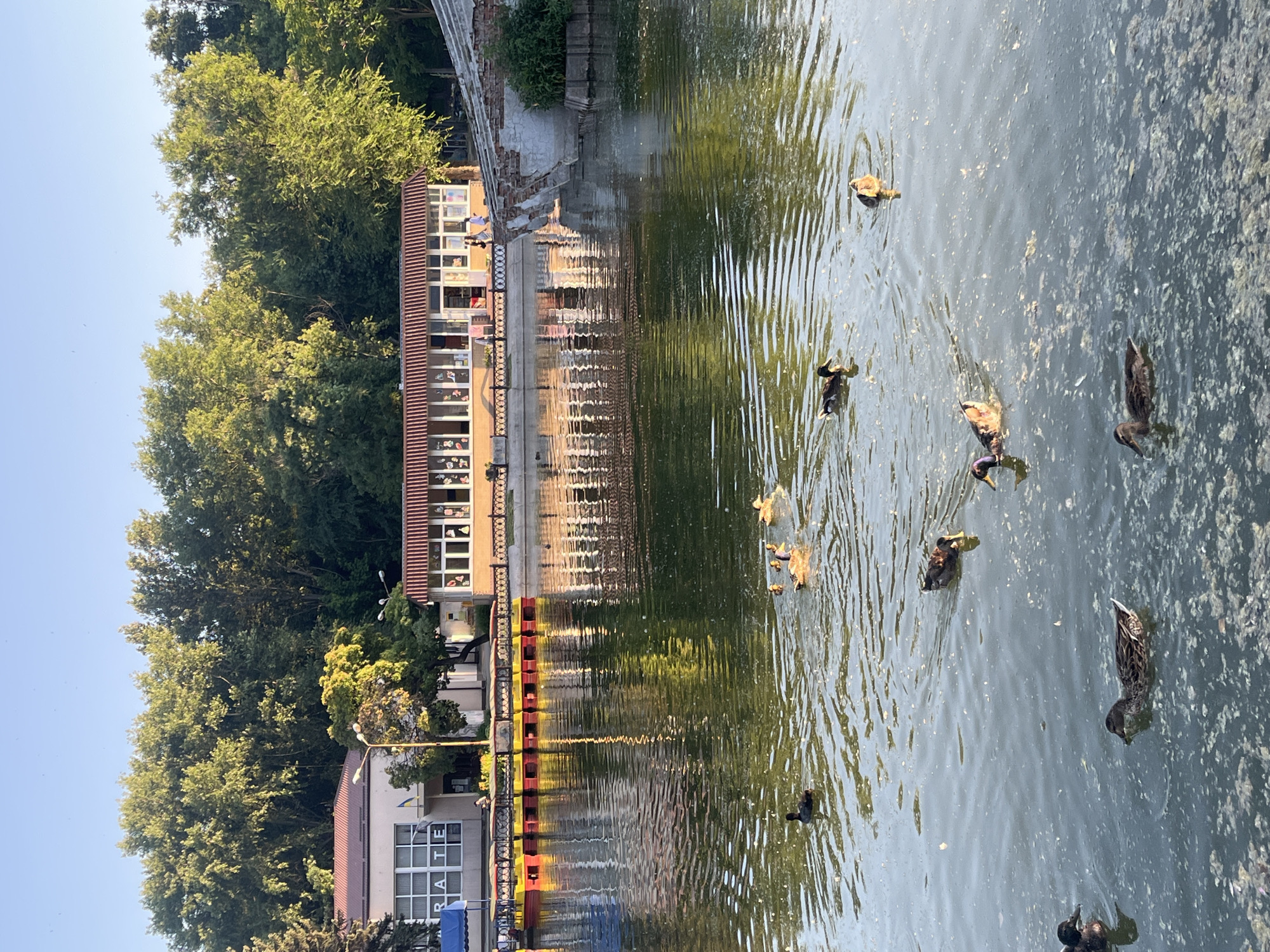 Algae-choked canal with ducks, Dnipro city