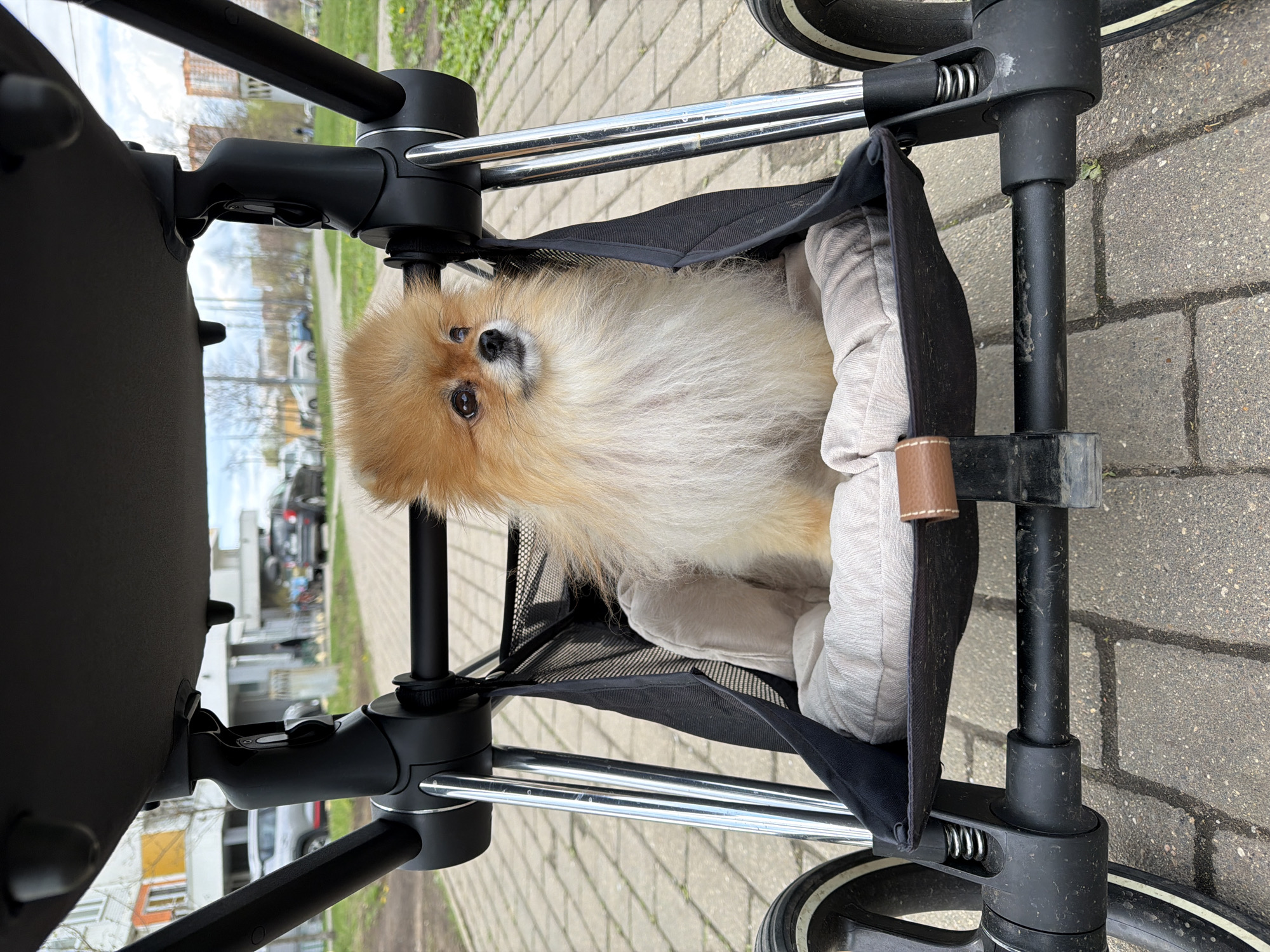 Pomeranian dog rides in pet stroller in Khimki, Russia