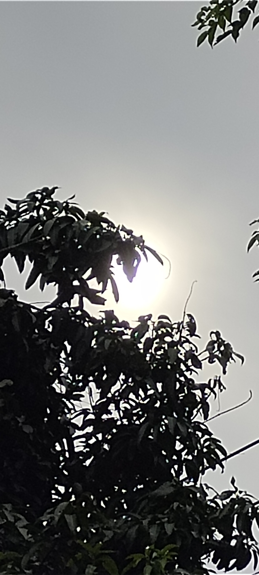 Sunlight through trees observed in Matangpanyang, Indonesia