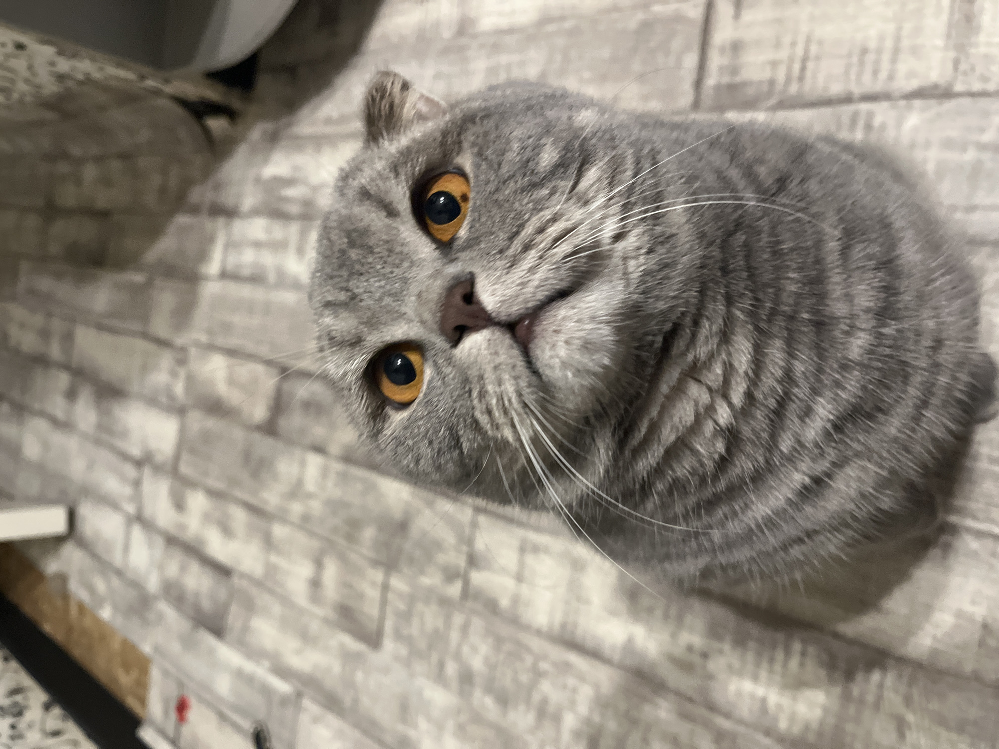 Scottish Fold cat reaches for treats at home in Chaikovsky