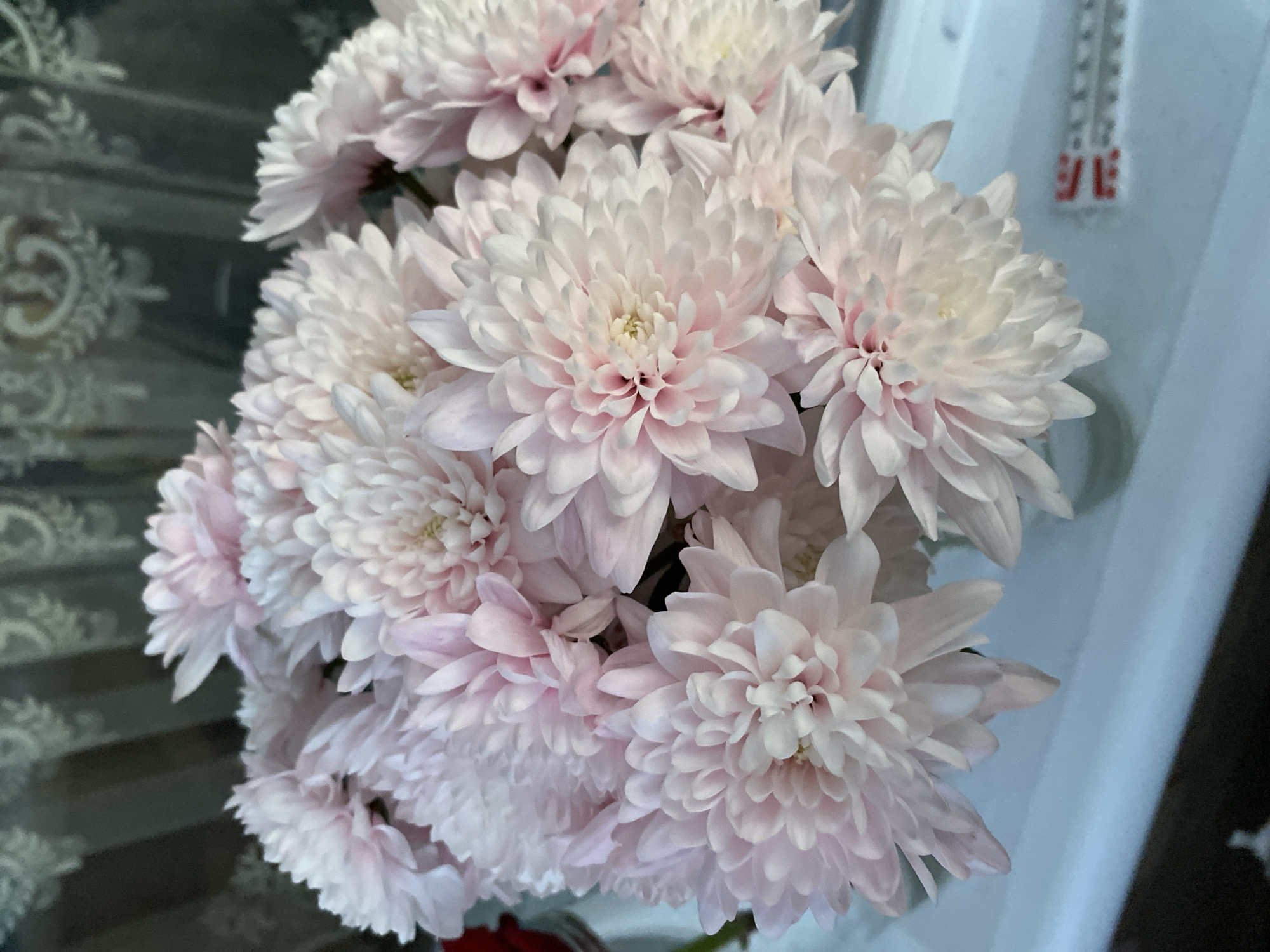 Close-up of pink and white chrysanthemum bouquet captured