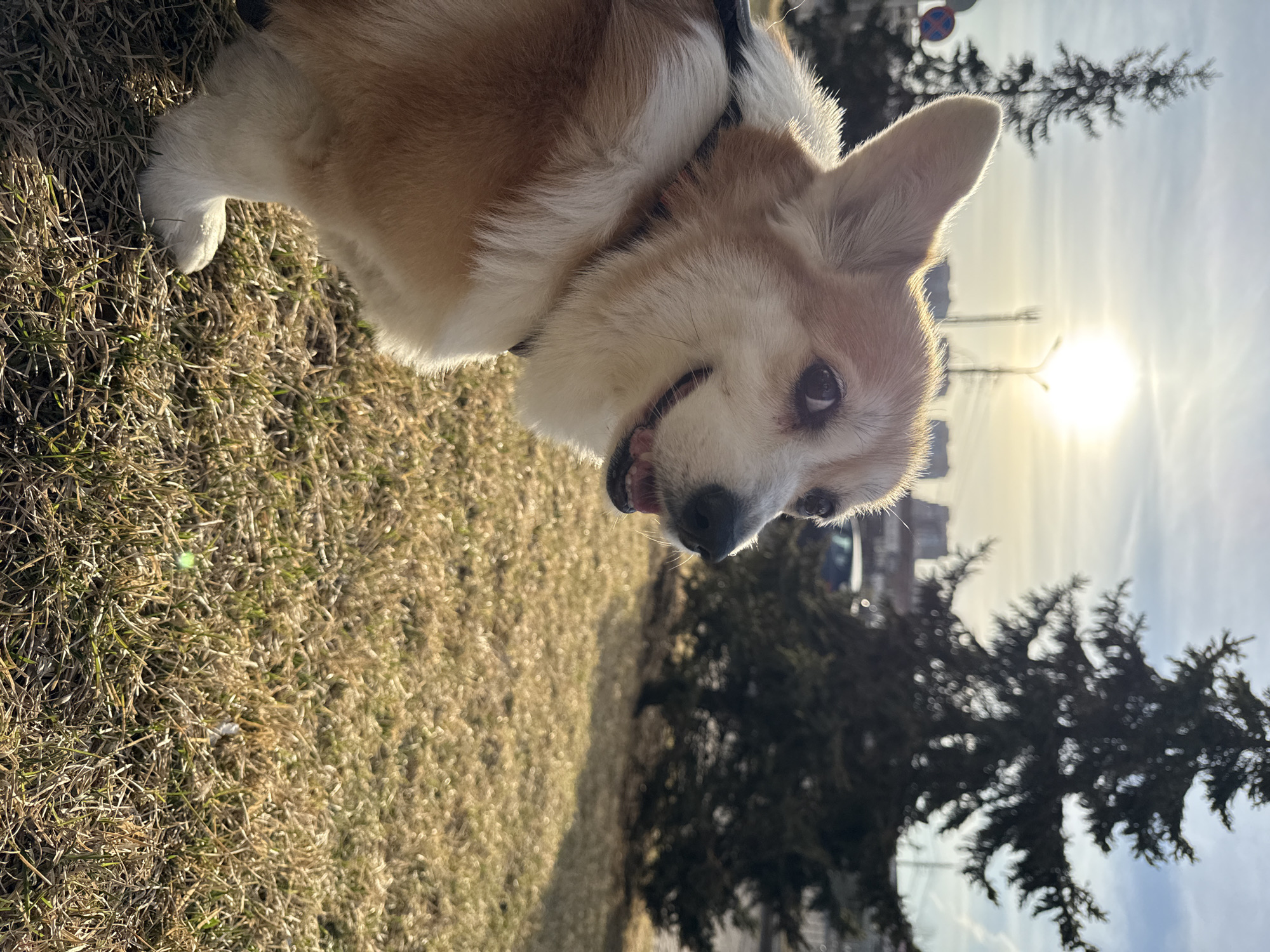 Evening dog walk captured near Krasnoyarsk medical university