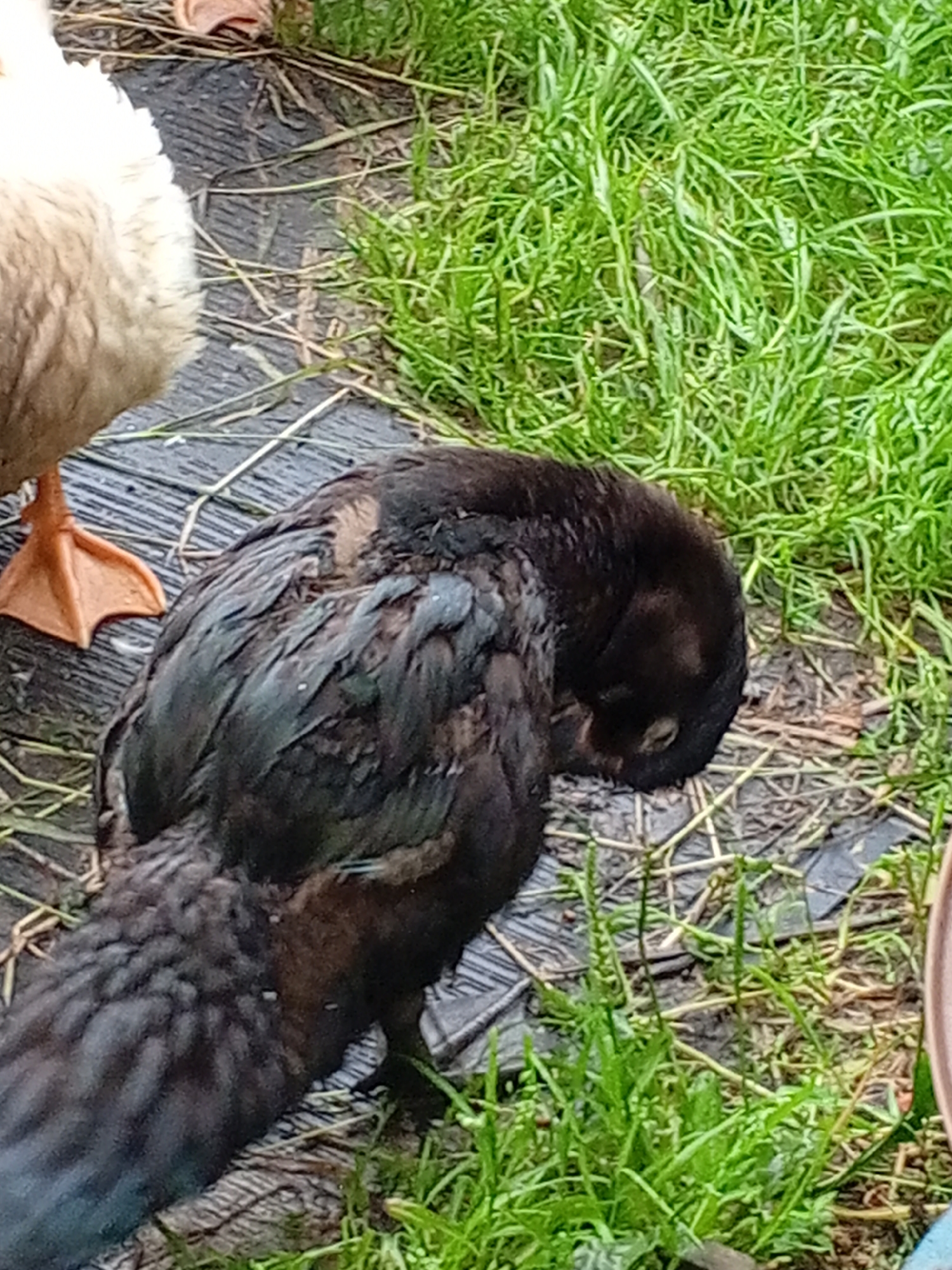 Backyard duck brood in distress, houseplants and garden nearby