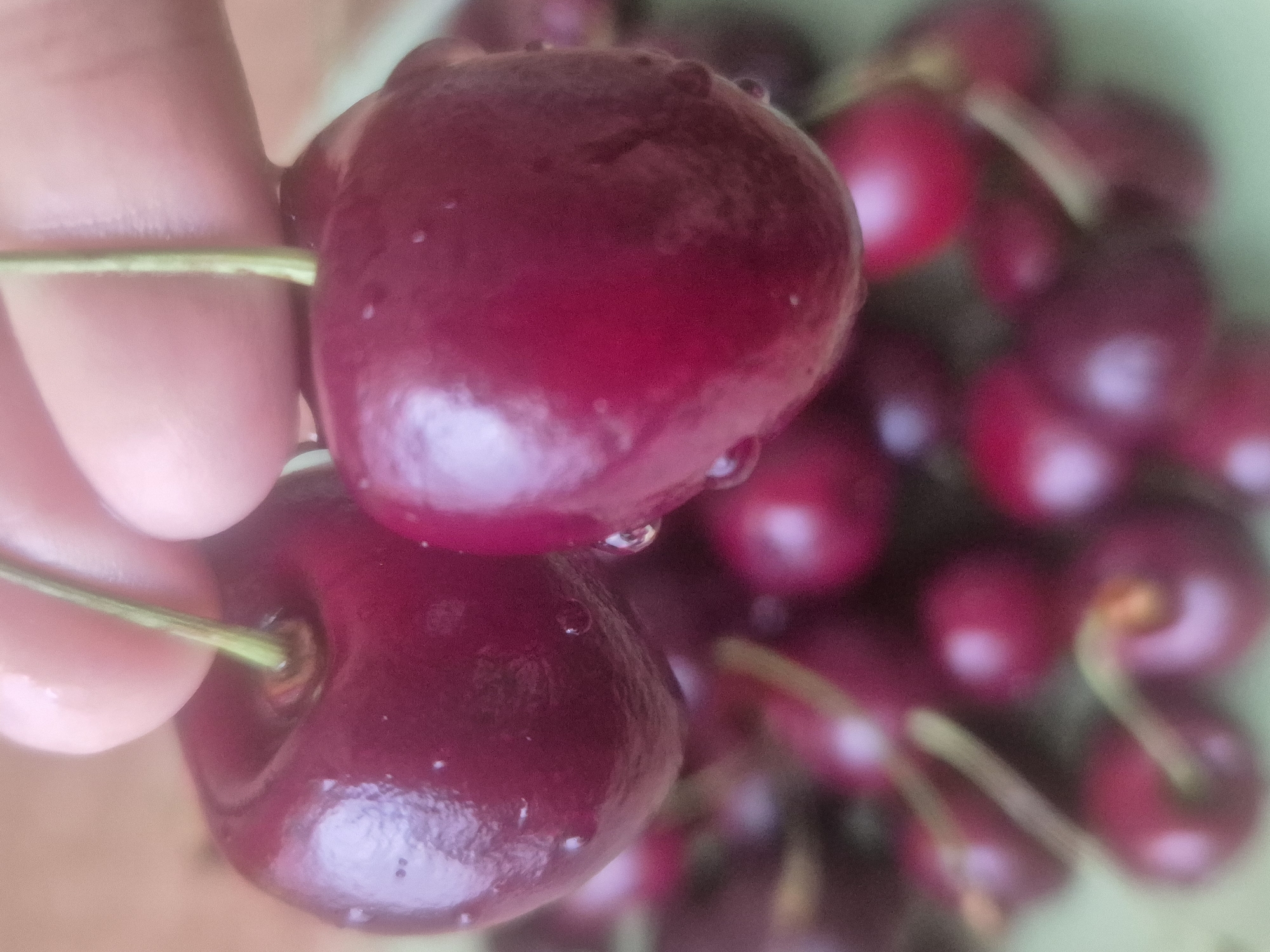Fresh cherries, watermelon, and pears in Kokshetau