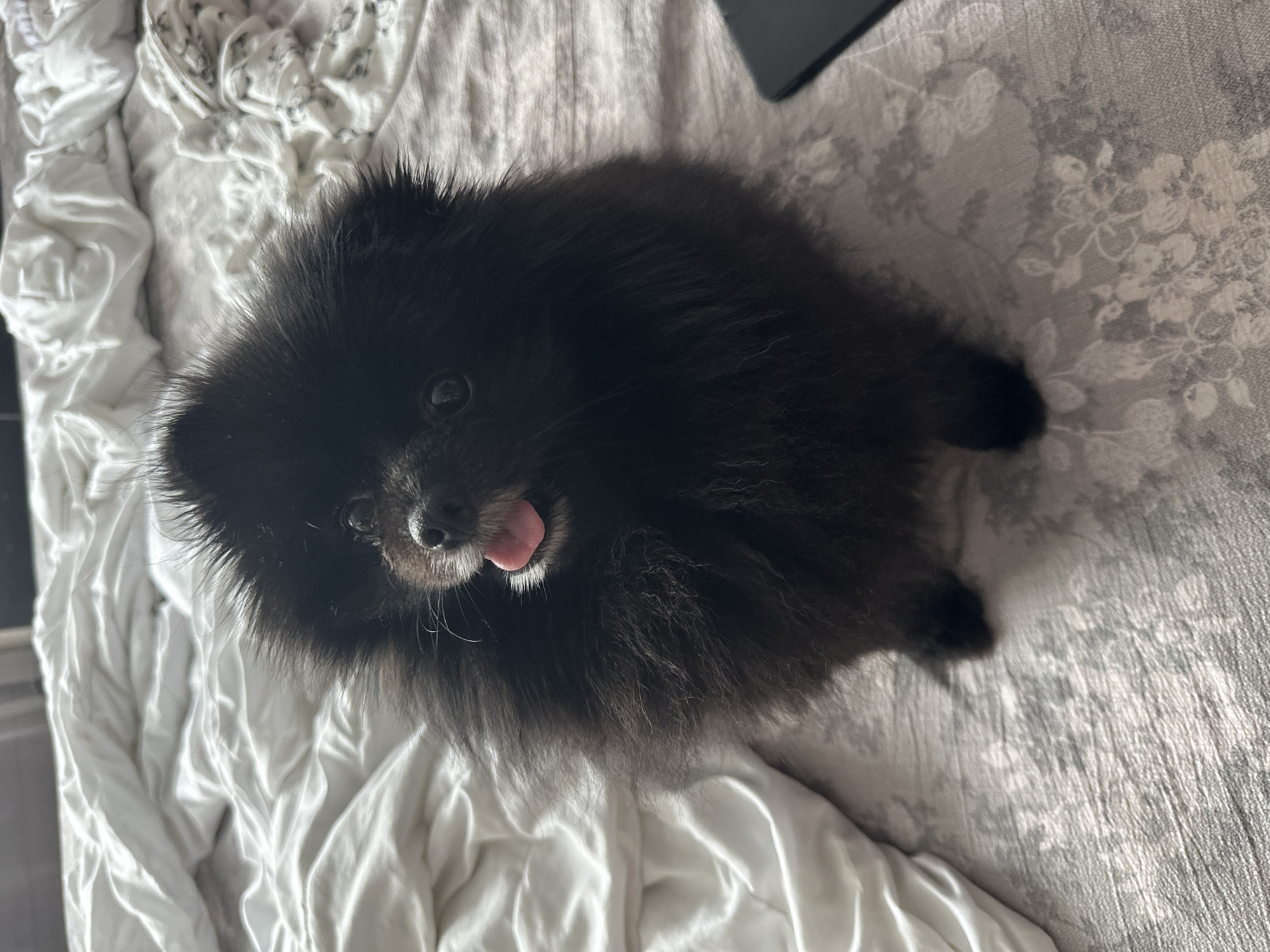 Black Pomeranian chills at home in Petropavl, Kazakhstan