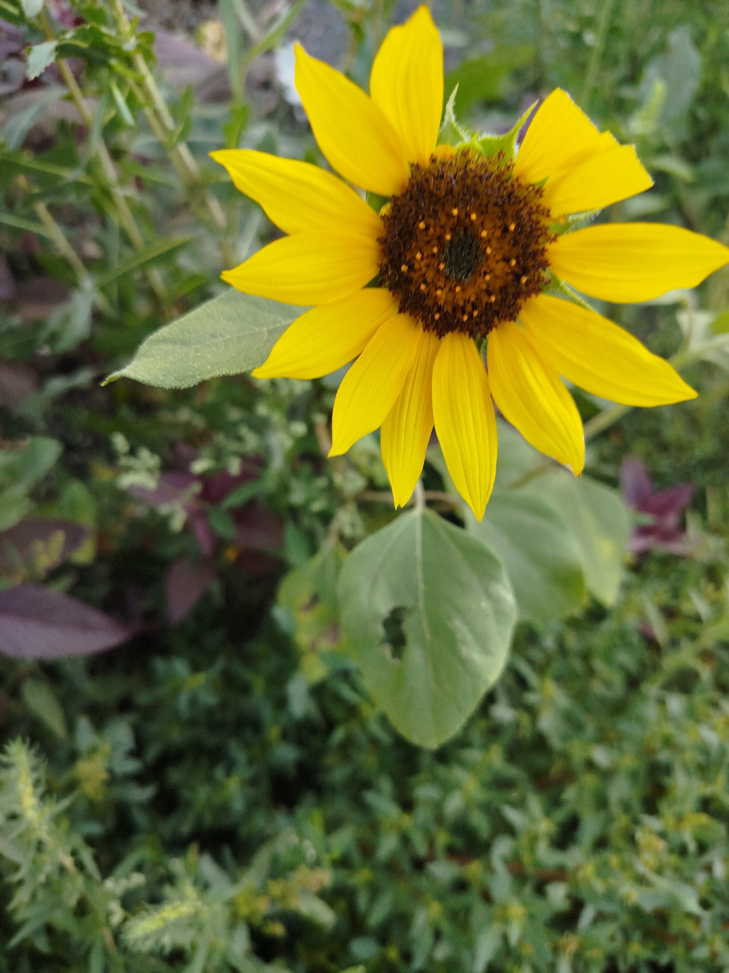 Wildflowers, weeds, and dirt roads in summer Qarağandı