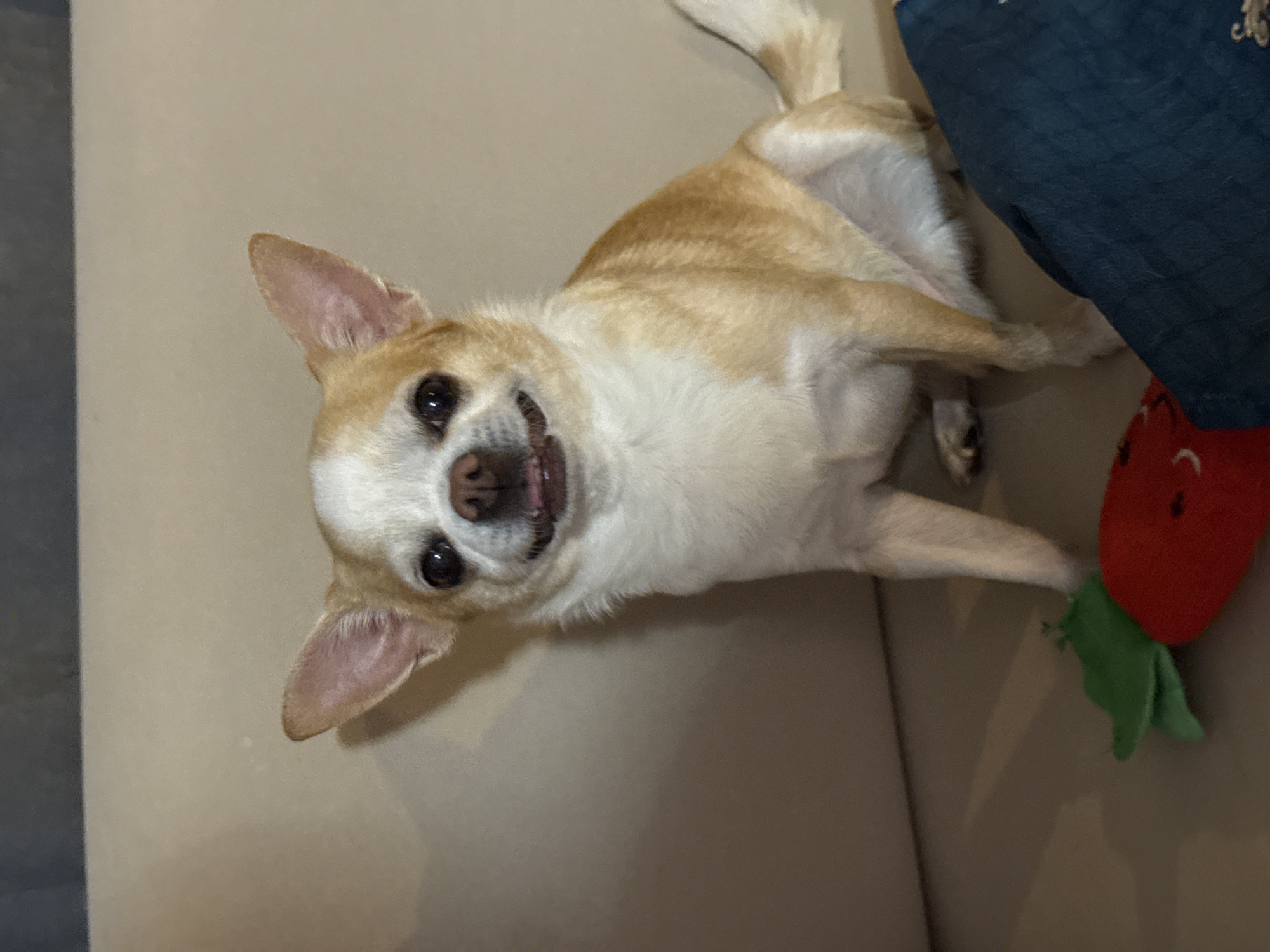 Chihuahua photographed relaxing on couch in Rostov-on-Don
