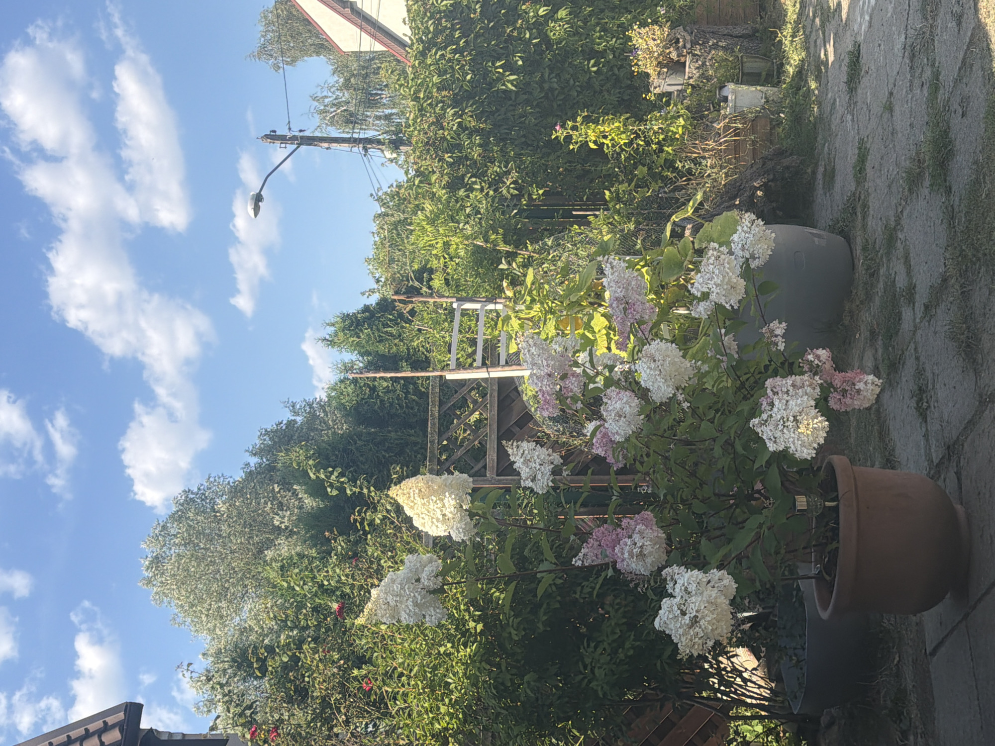 Summer backyard in Szczecin: garden plants, fruit trees, and a gazebo