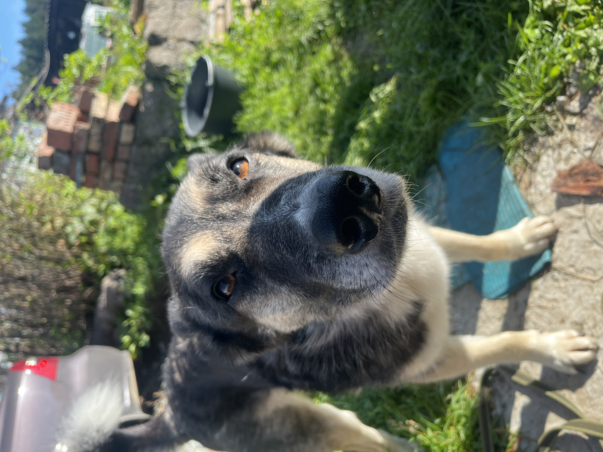 Pack of shepherd-mix dogs in a Nizhny Tagil backyard
