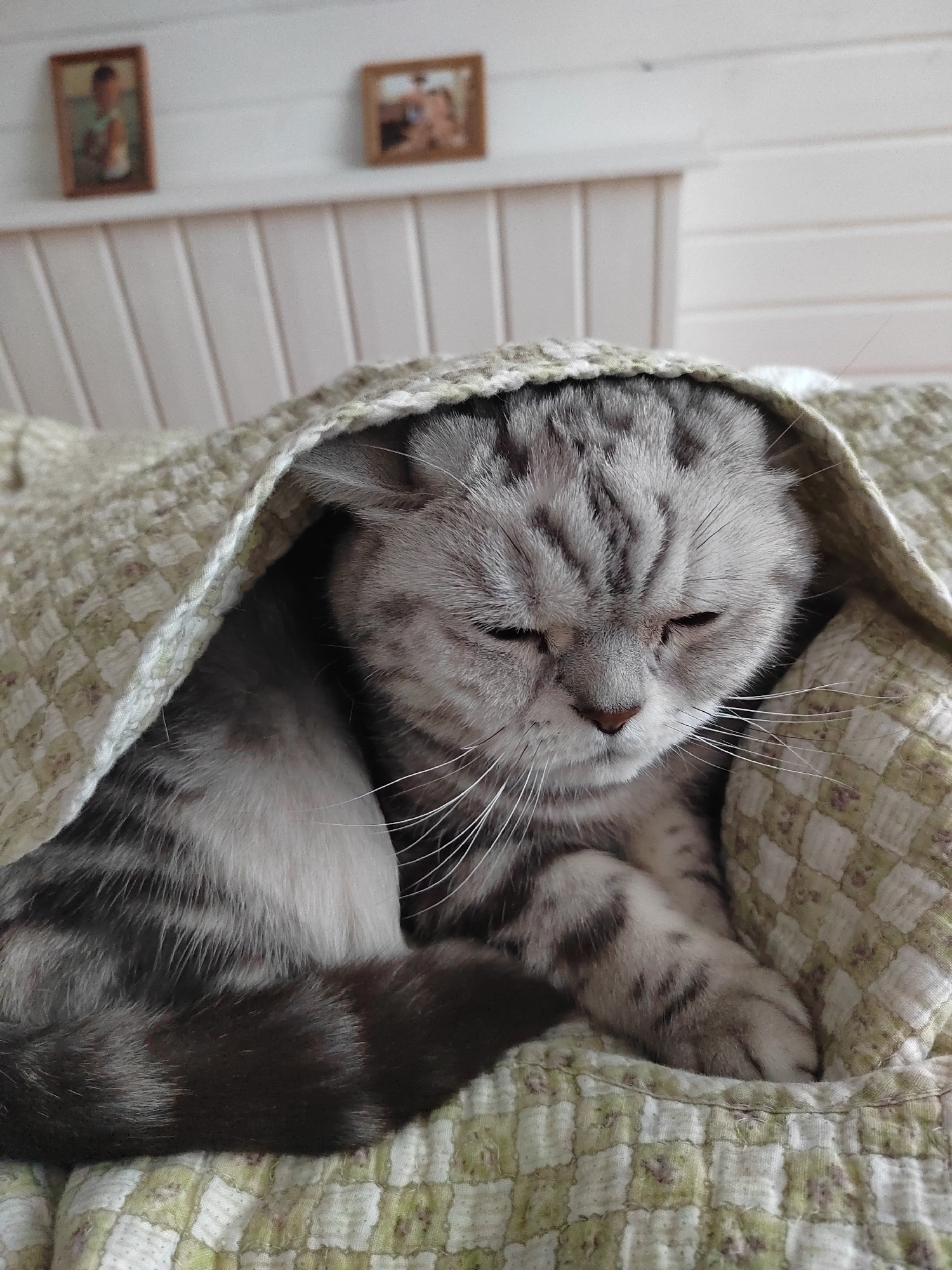 Cat sleeps peacefully under blanket in Russian home