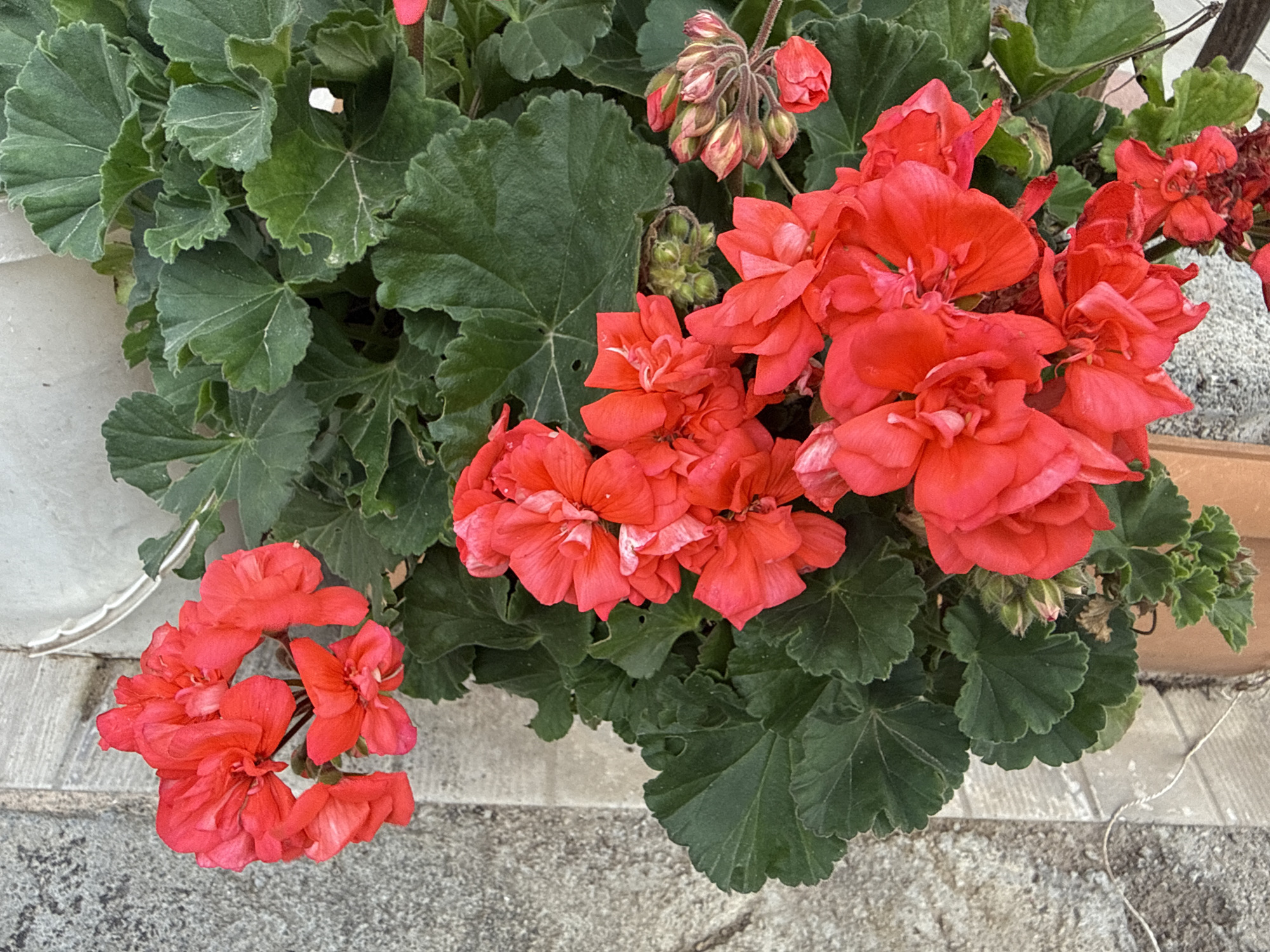 Spring blooms and construction activity documented in Alanya