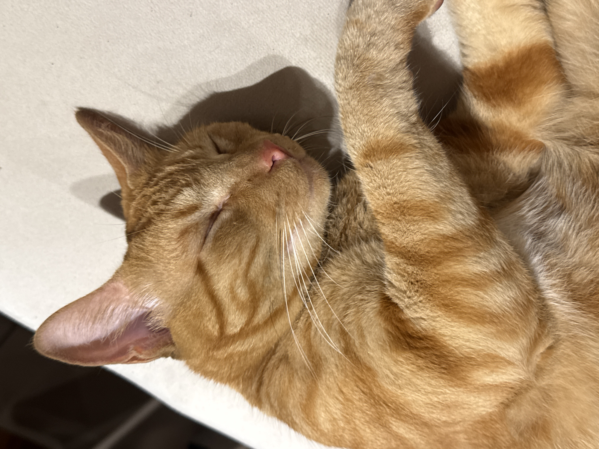 Orange tabby cat sleeps peacefully in Brazilian coastal town