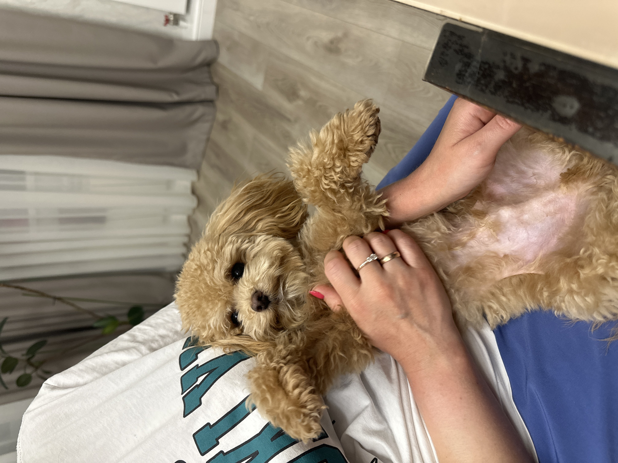 Golden doodle rests on owner's lap in Russian village