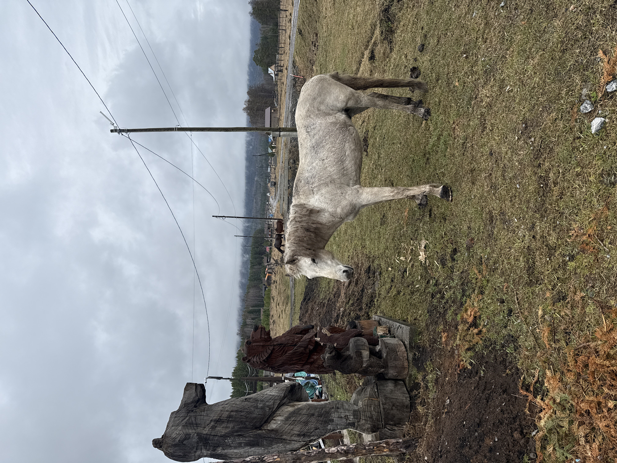 Horses graze in rural Tyulyuk village, Russia morning scenes