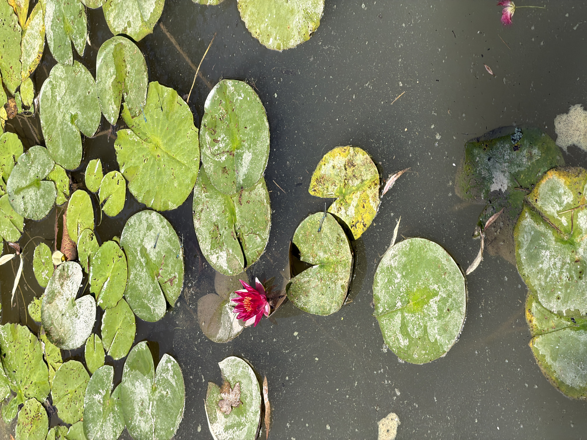 Sketching and exploring Monet's lily pond in Giverny