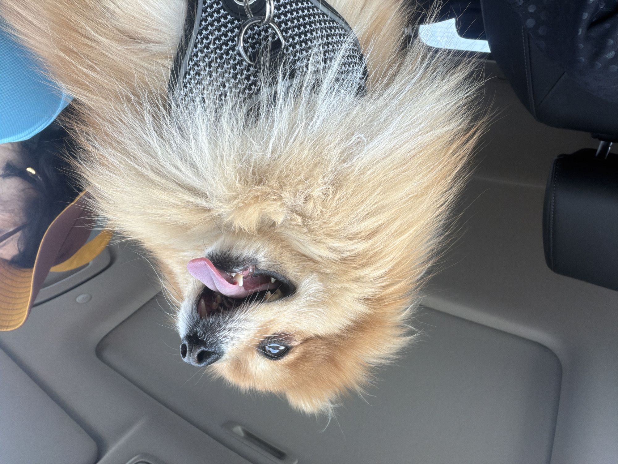 Pomeranian dog photographed in harness from upside-down perspective