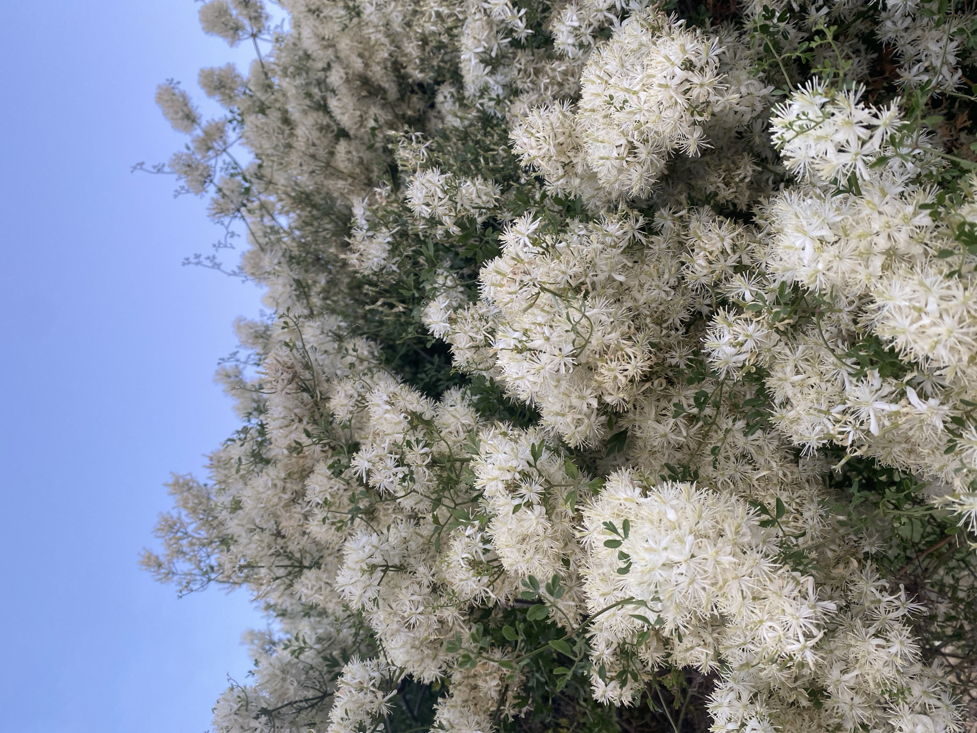 Flowering shrubs and a docked cruise ship in coastal Montenegro