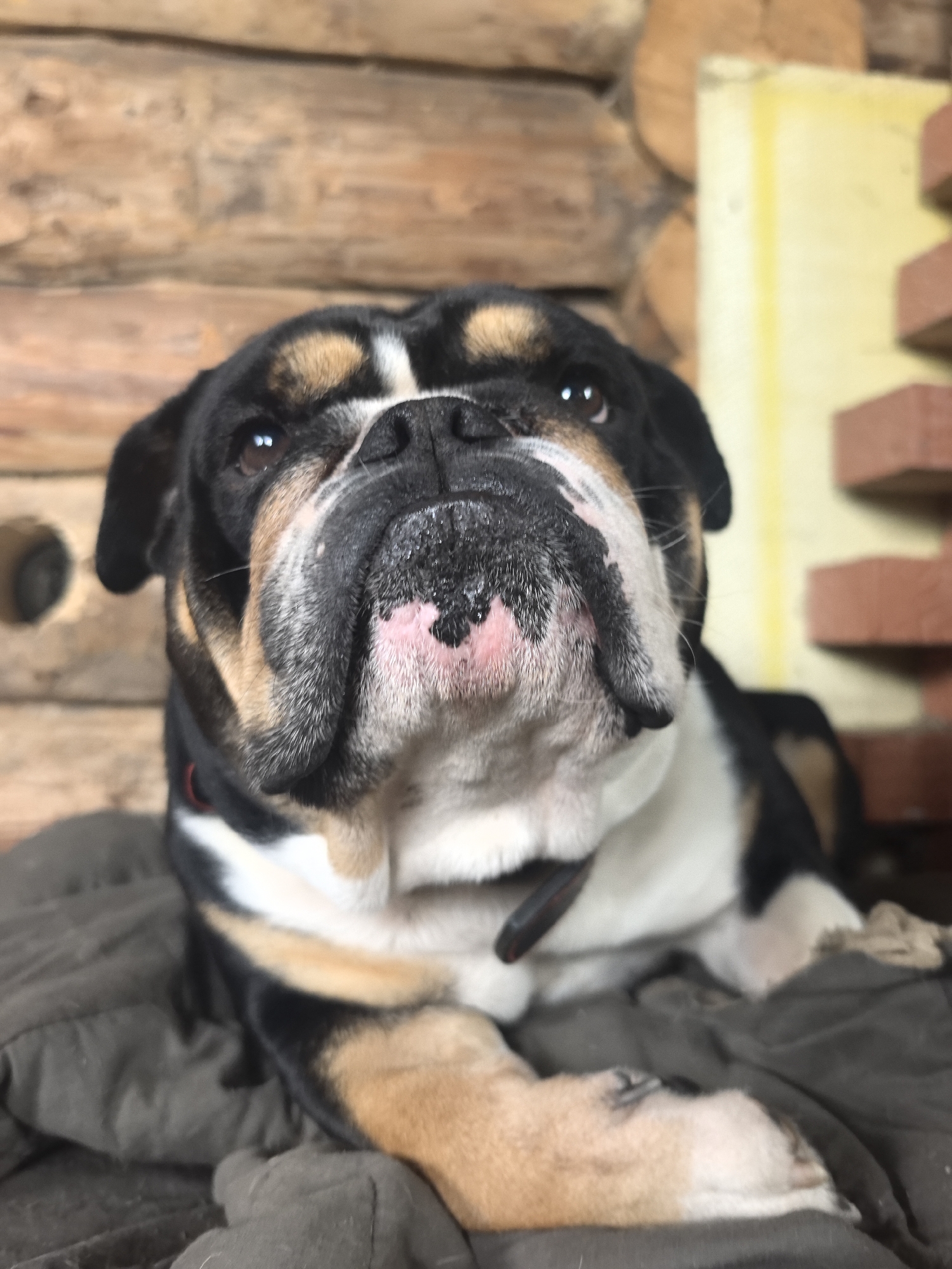 Tri-colored bulldog photographed resting indoors in Noviy, Russia