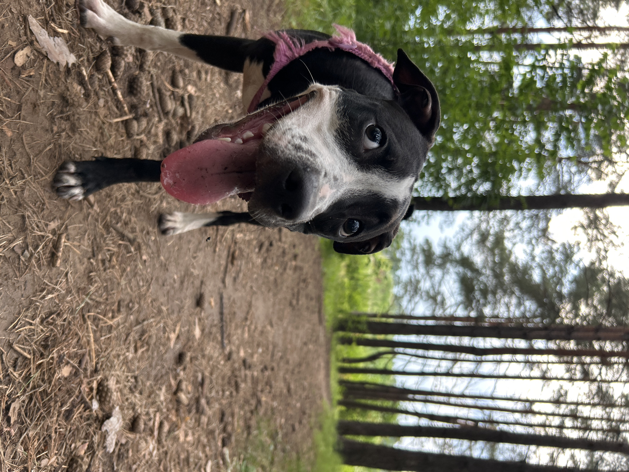 Dog walk through pine forest on a cloudy July afternoon