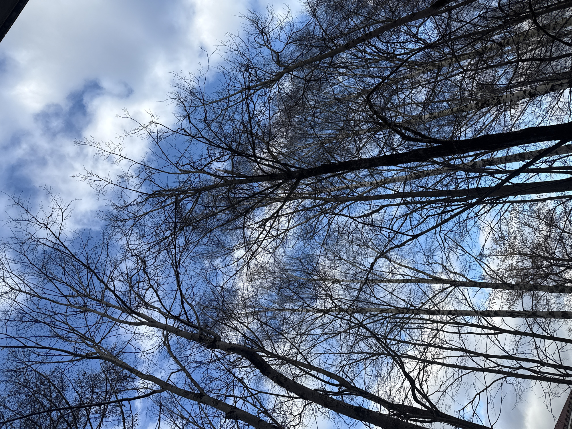 Child photographed under birch trees in Dmitrov park