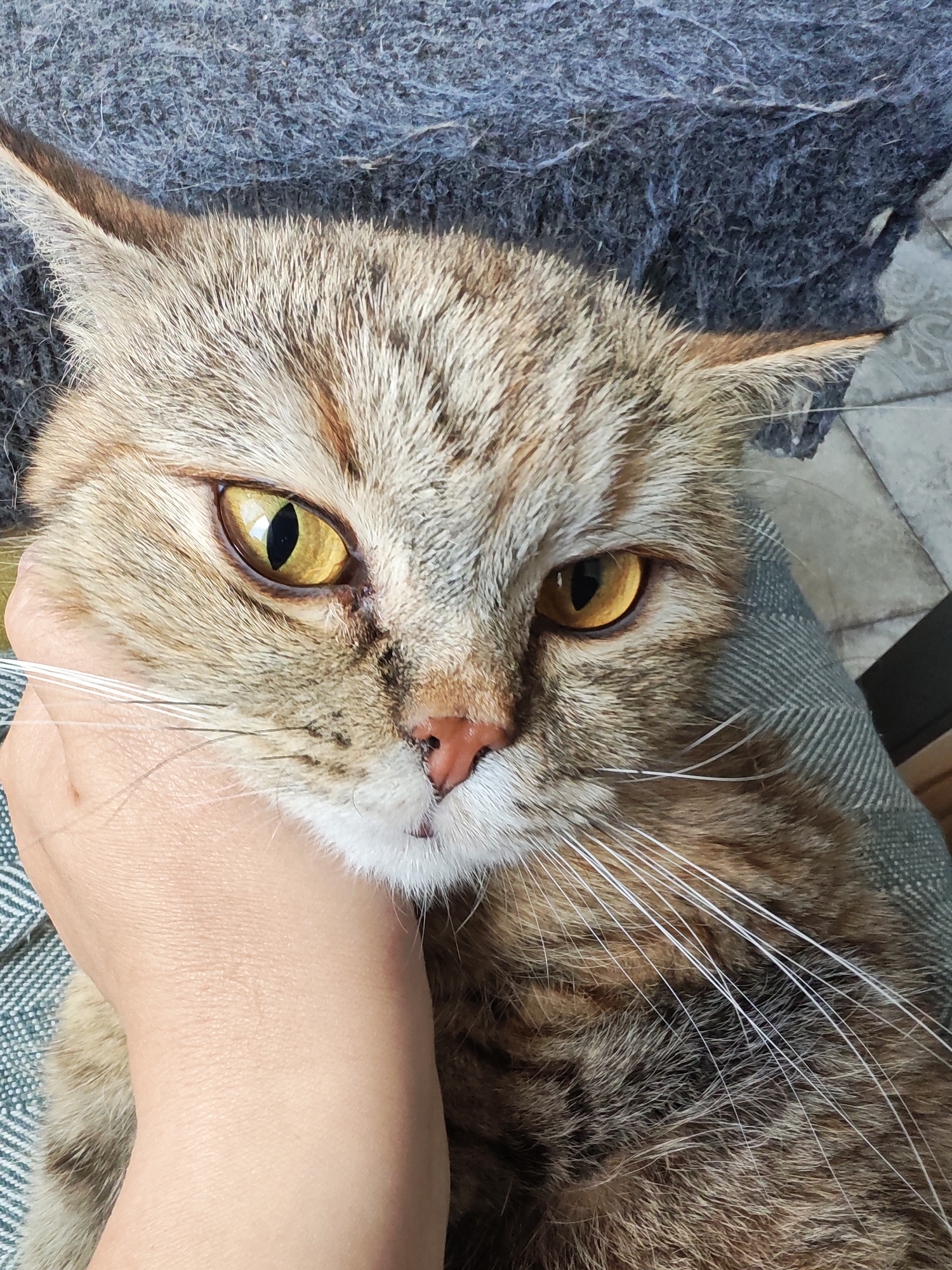 Eye-level moment with a tabby cat in Saint Petersburg