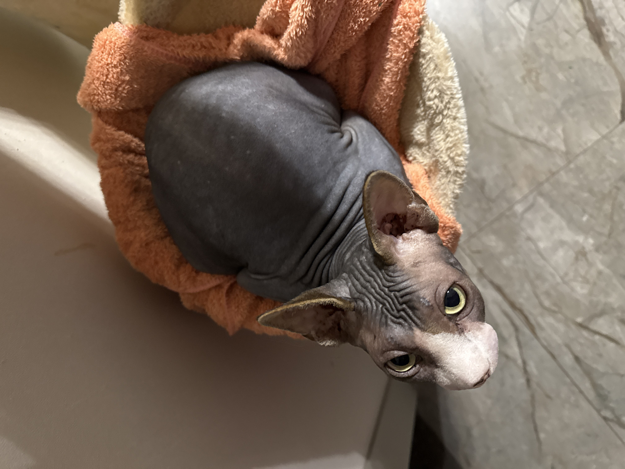 Sphynx Cat Plays on Cat Tree in Berezyna, Ukraine