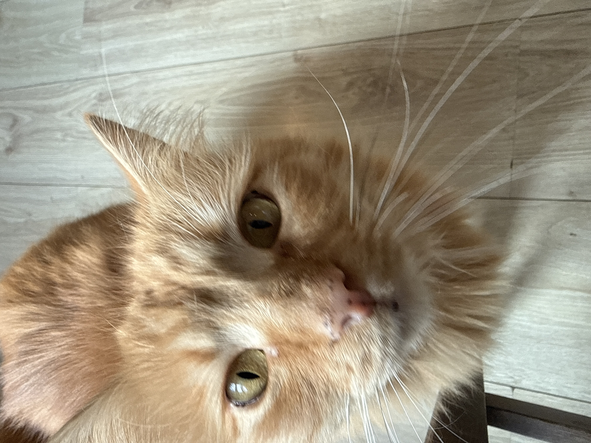 Orange tabby cat photographed in close-up in Berkovitsa