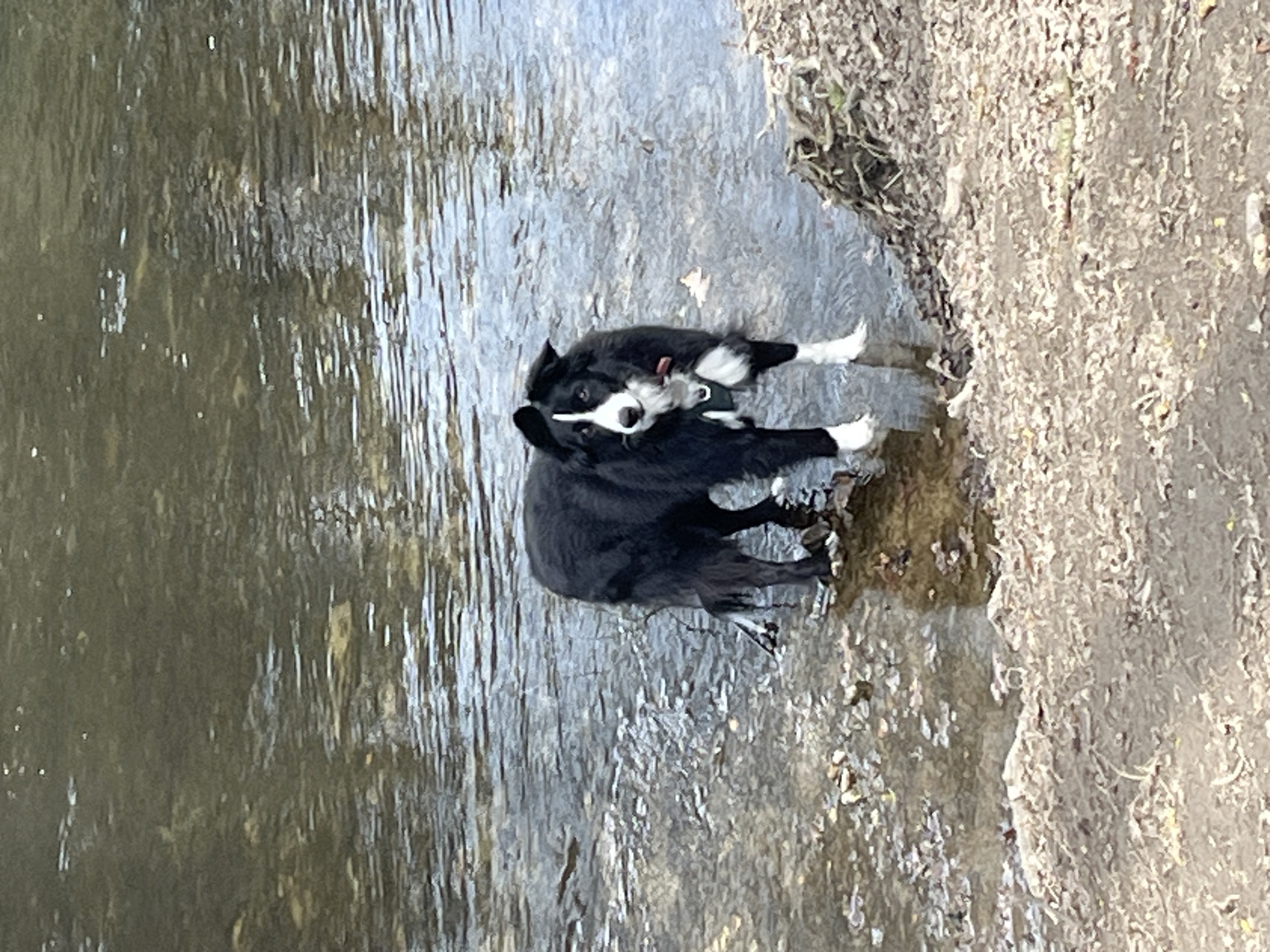 Border Collie plays fetch in Saint-Galmier stream