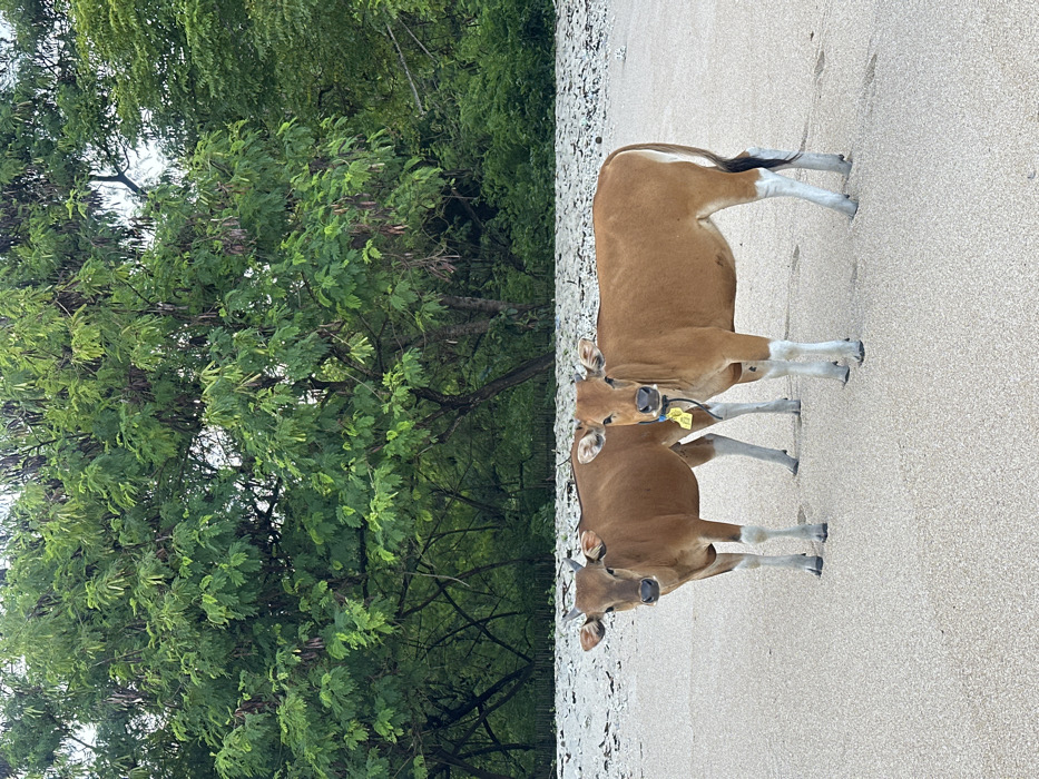 Beach scenes with cows, swimmers documented in Indonesia