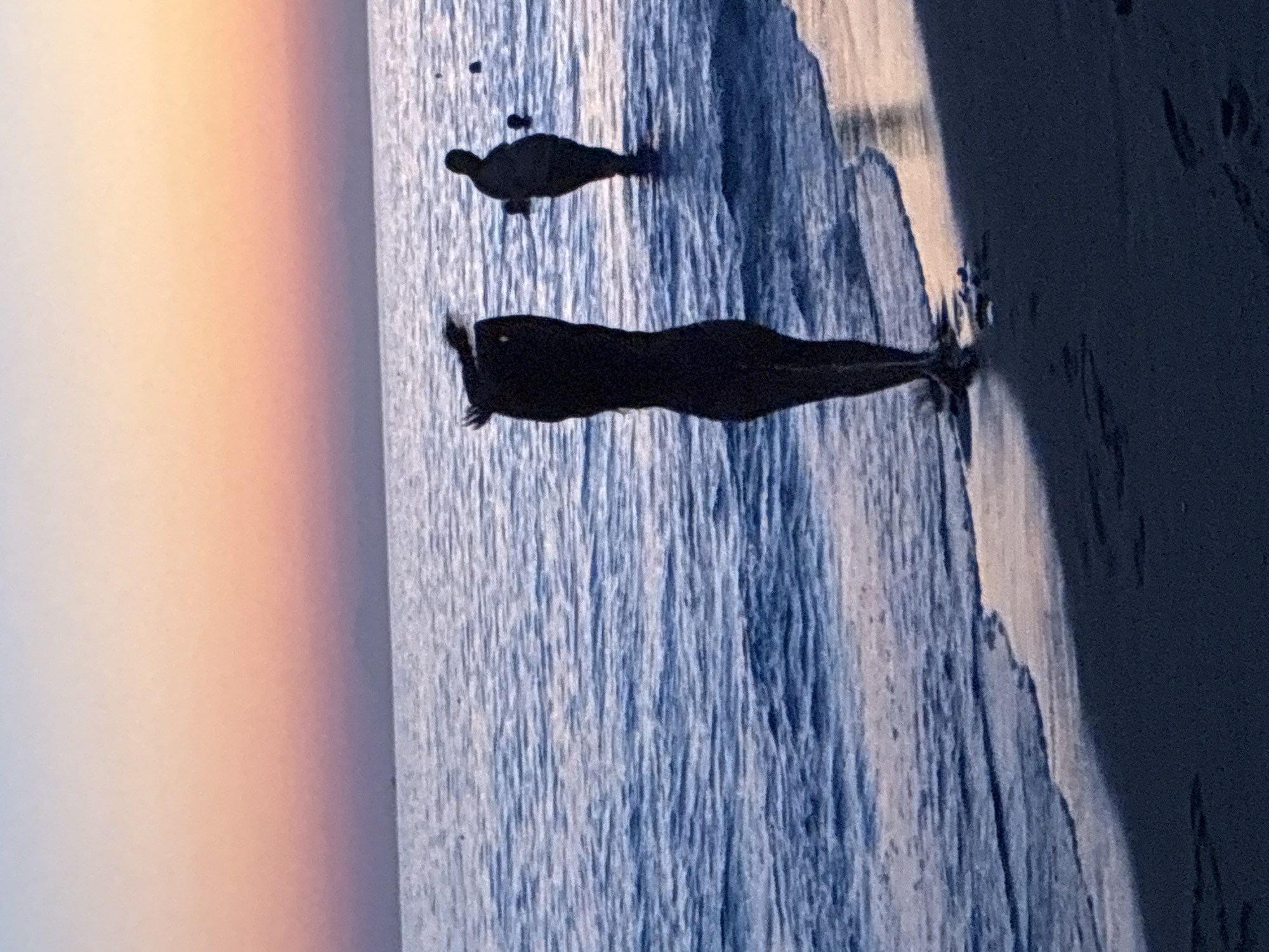 Sunset on an Alanya beach, silhouette in the surf